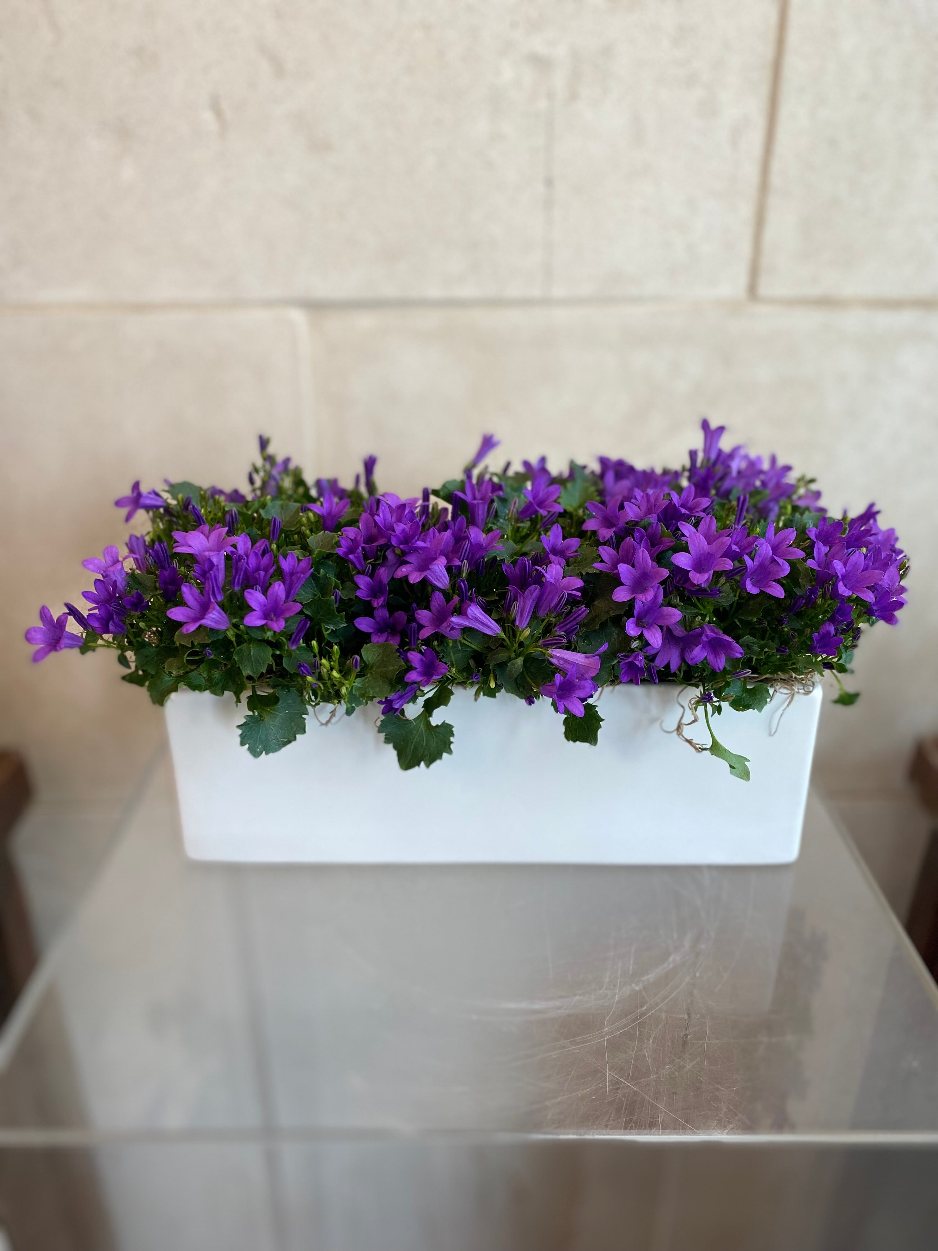 Purple Campanula