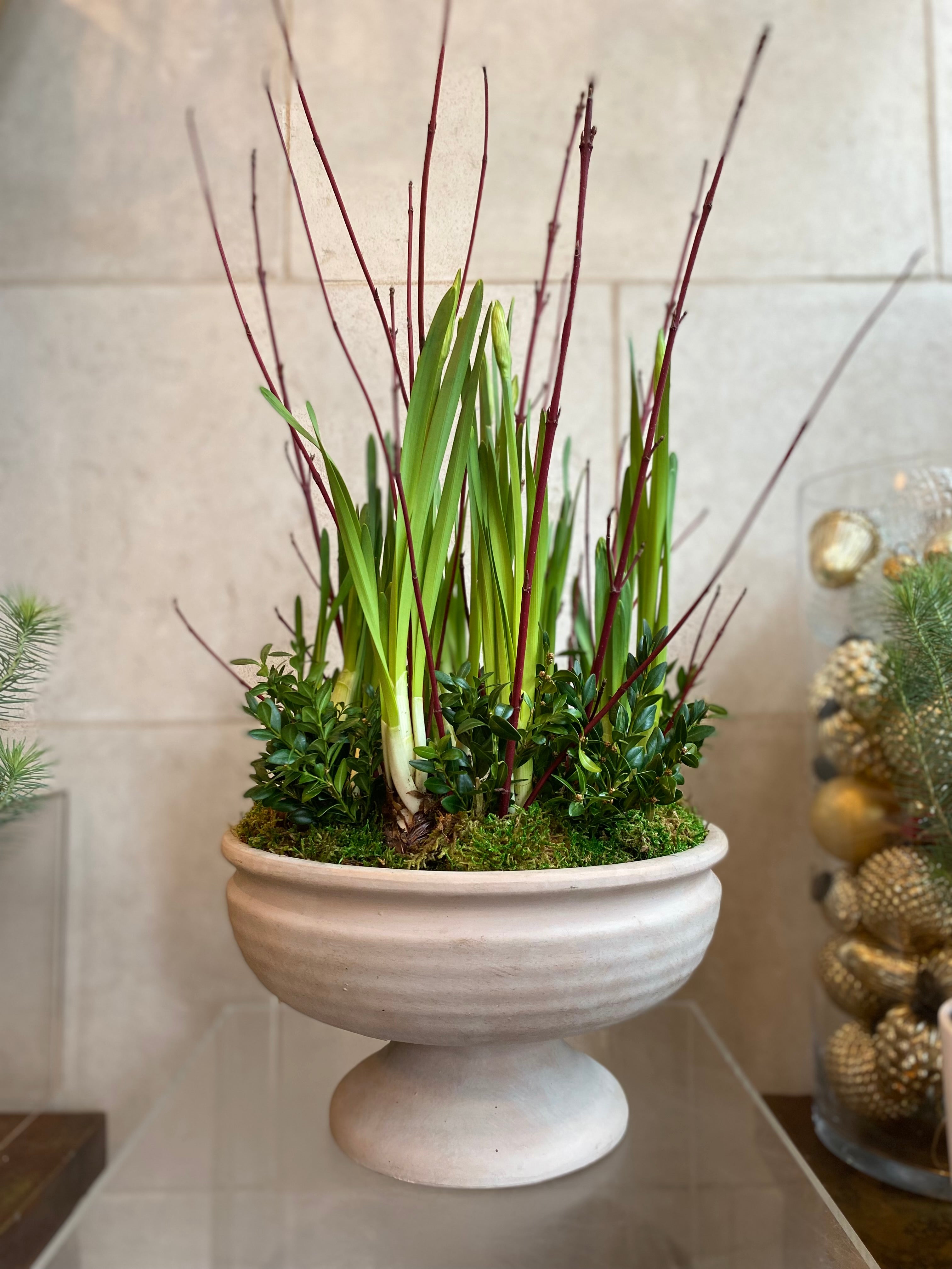 Paperwhite in Terracotta Planter