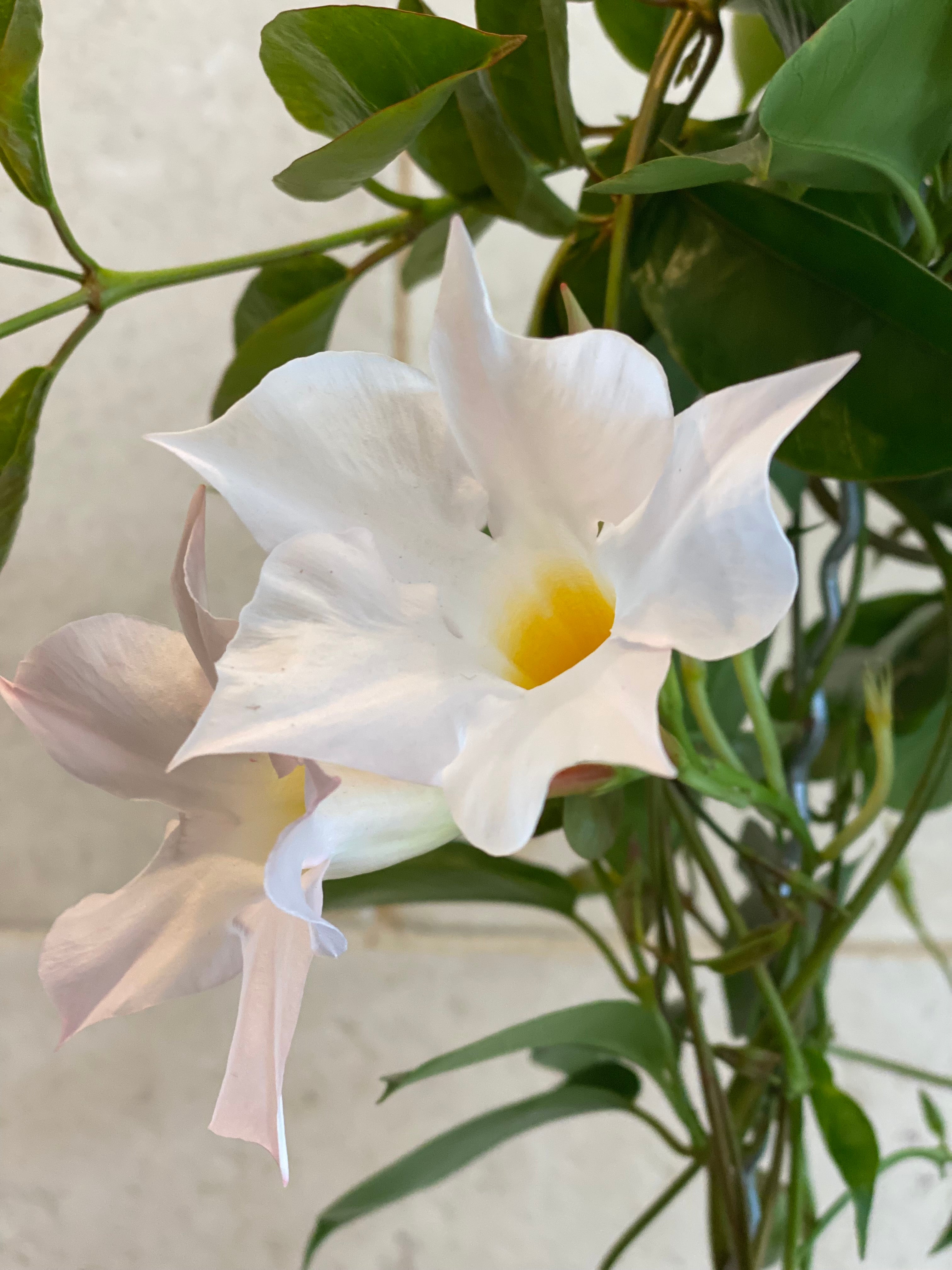 Mandevilla Plant