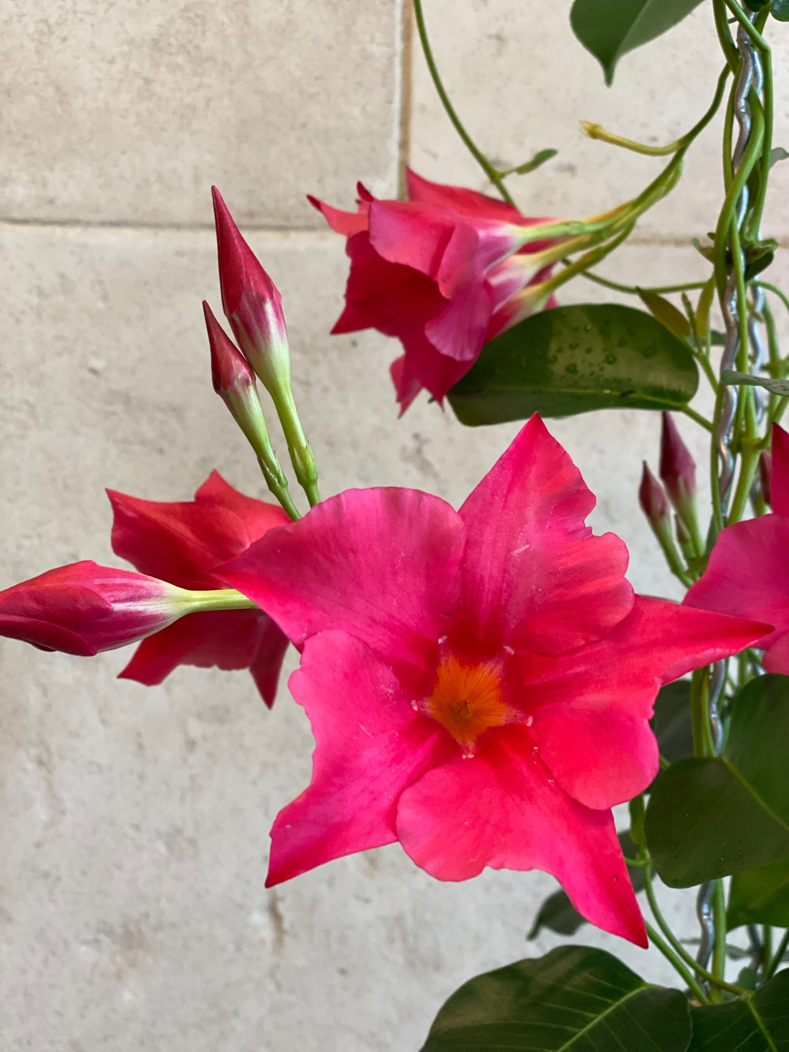 Mandevilla Plant
