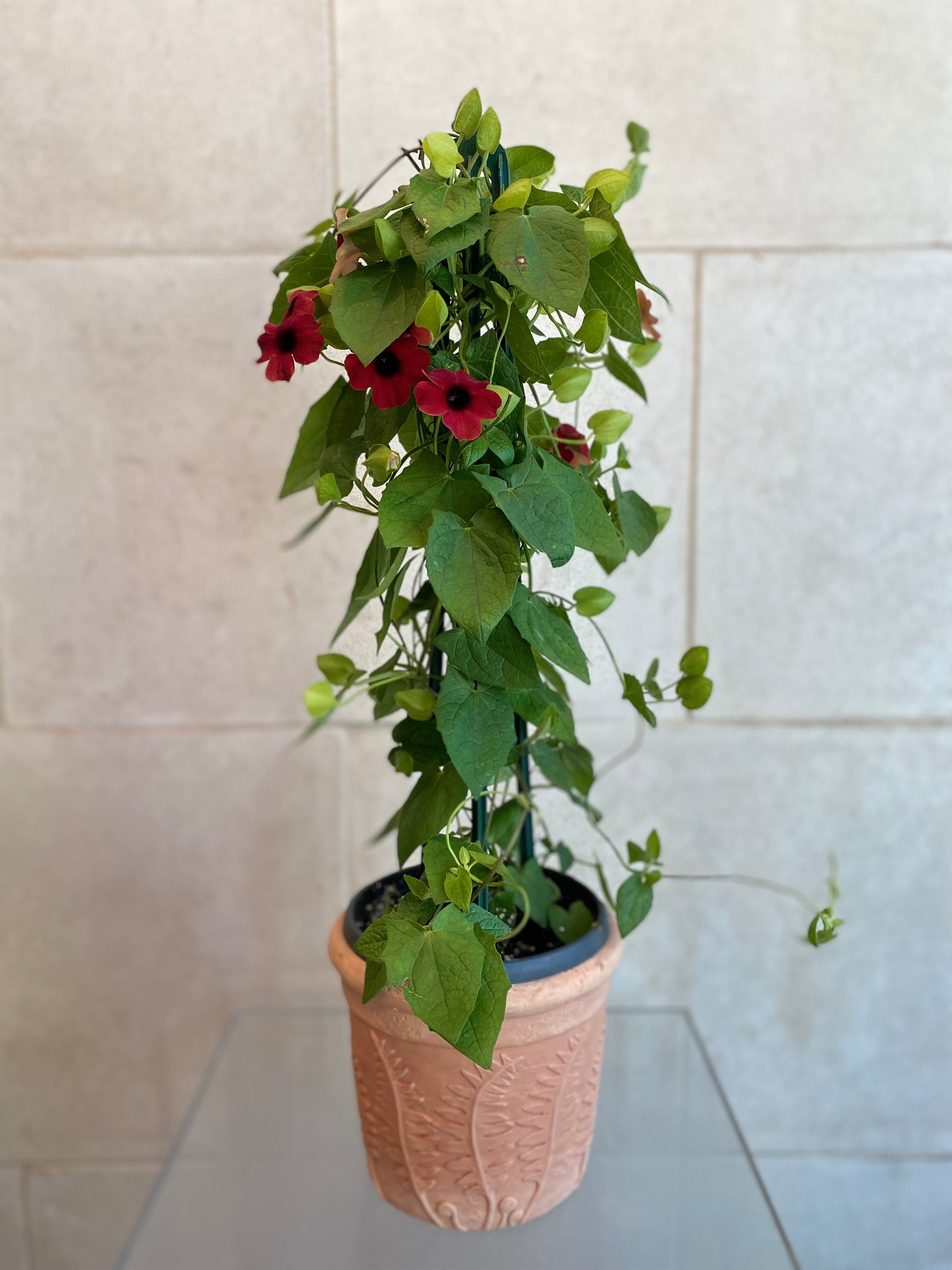 Black Eyed Susan Vine