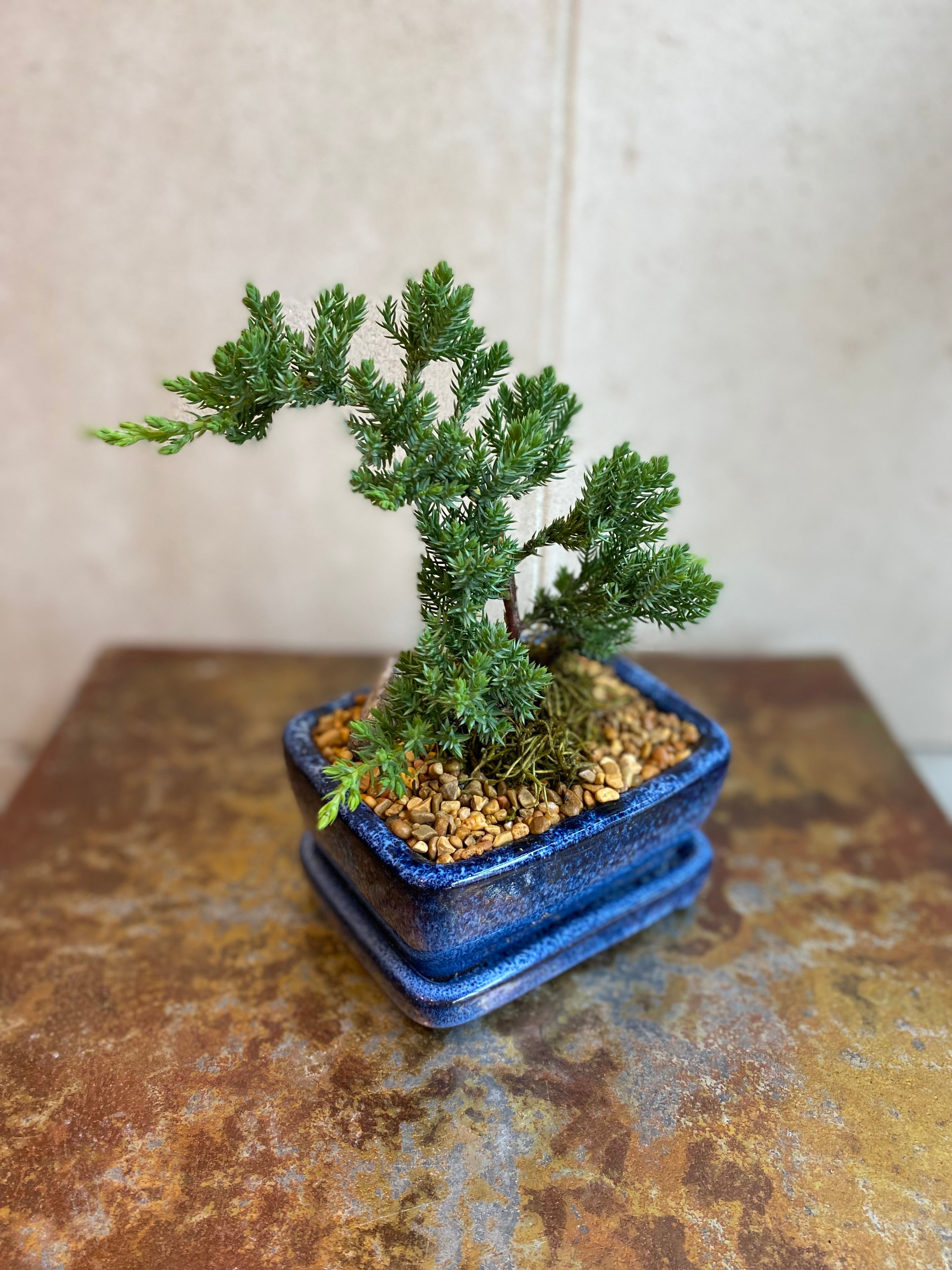 Juniper Bonsai