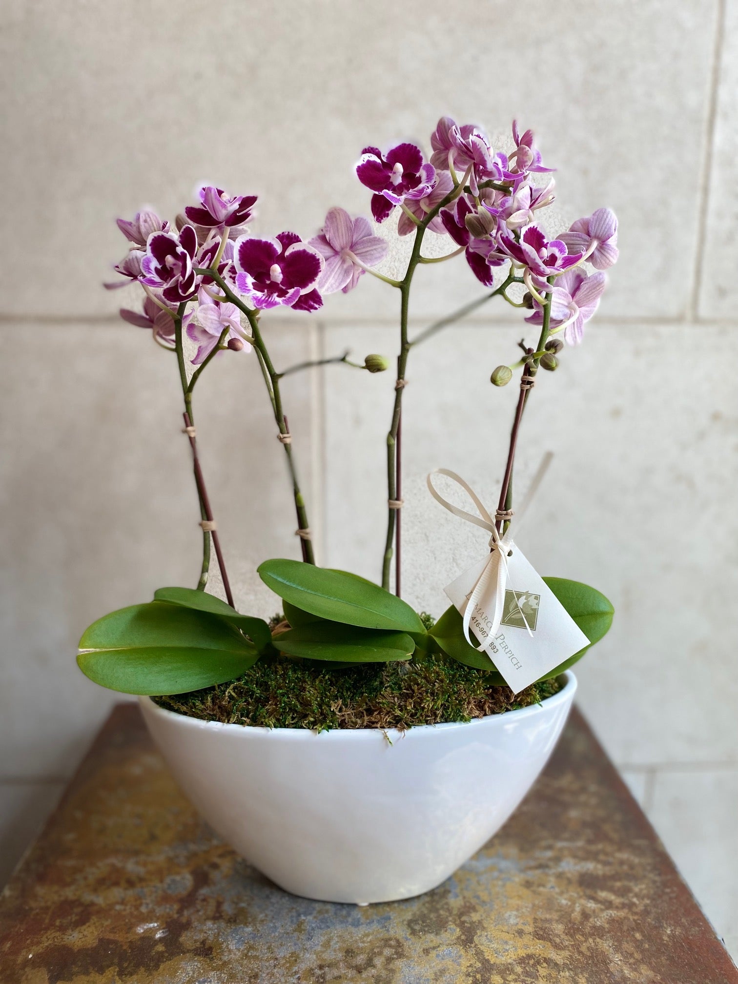 Double Mini Orchid Garden