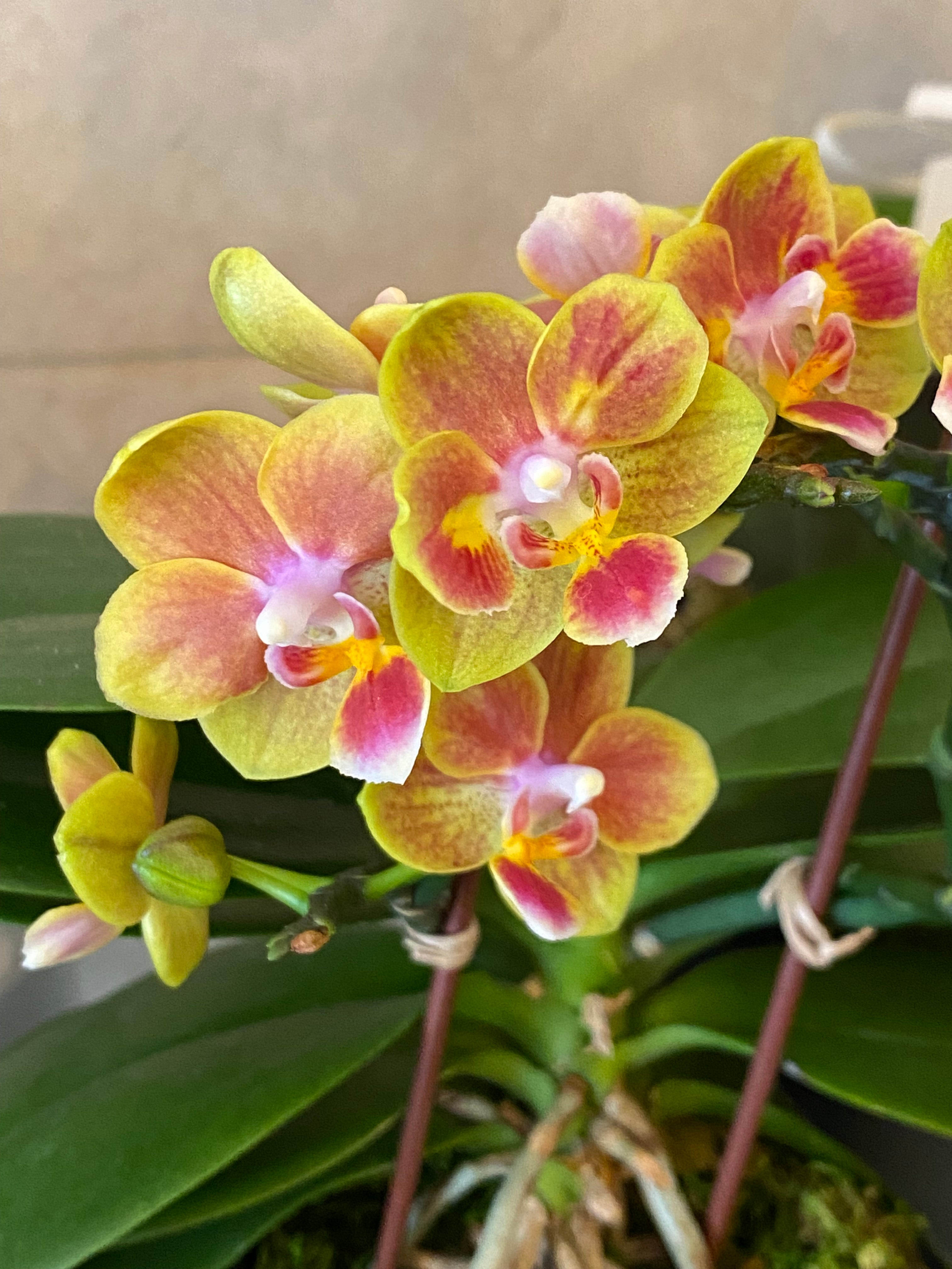 Mini Phalaenopsis