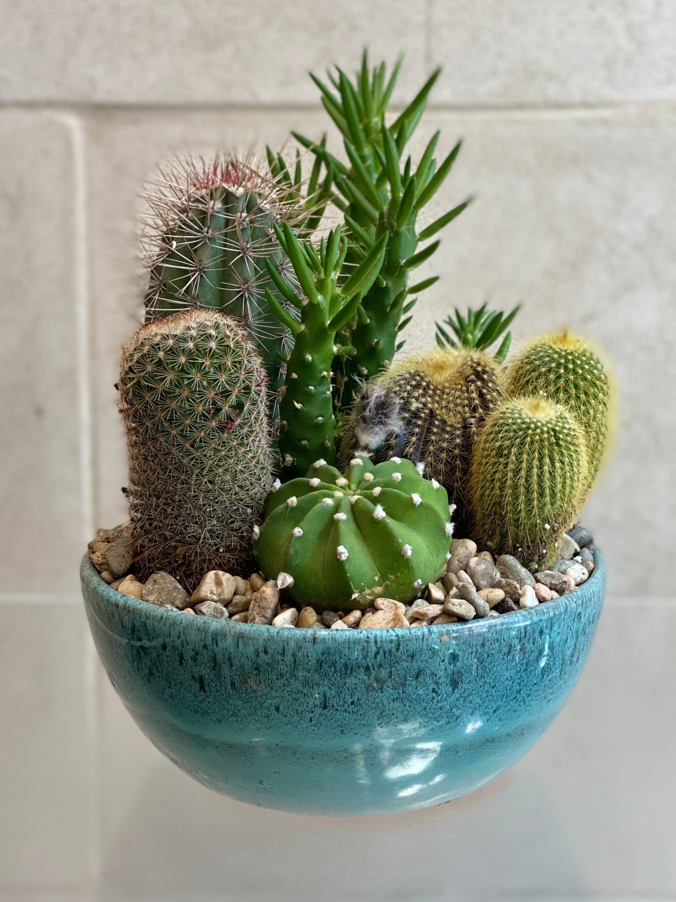 Cactus Garden