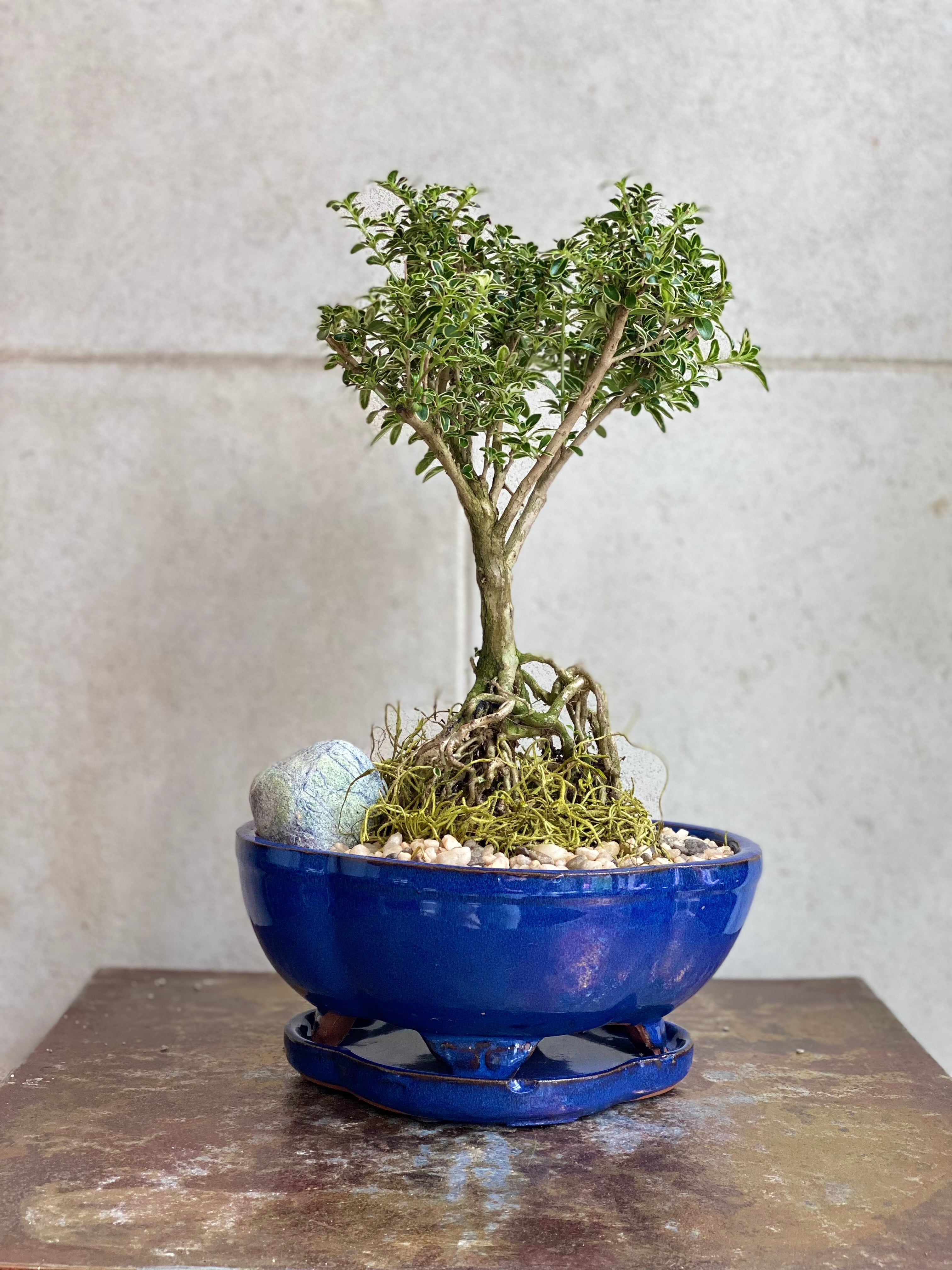 Serissa Japonica Bonsai