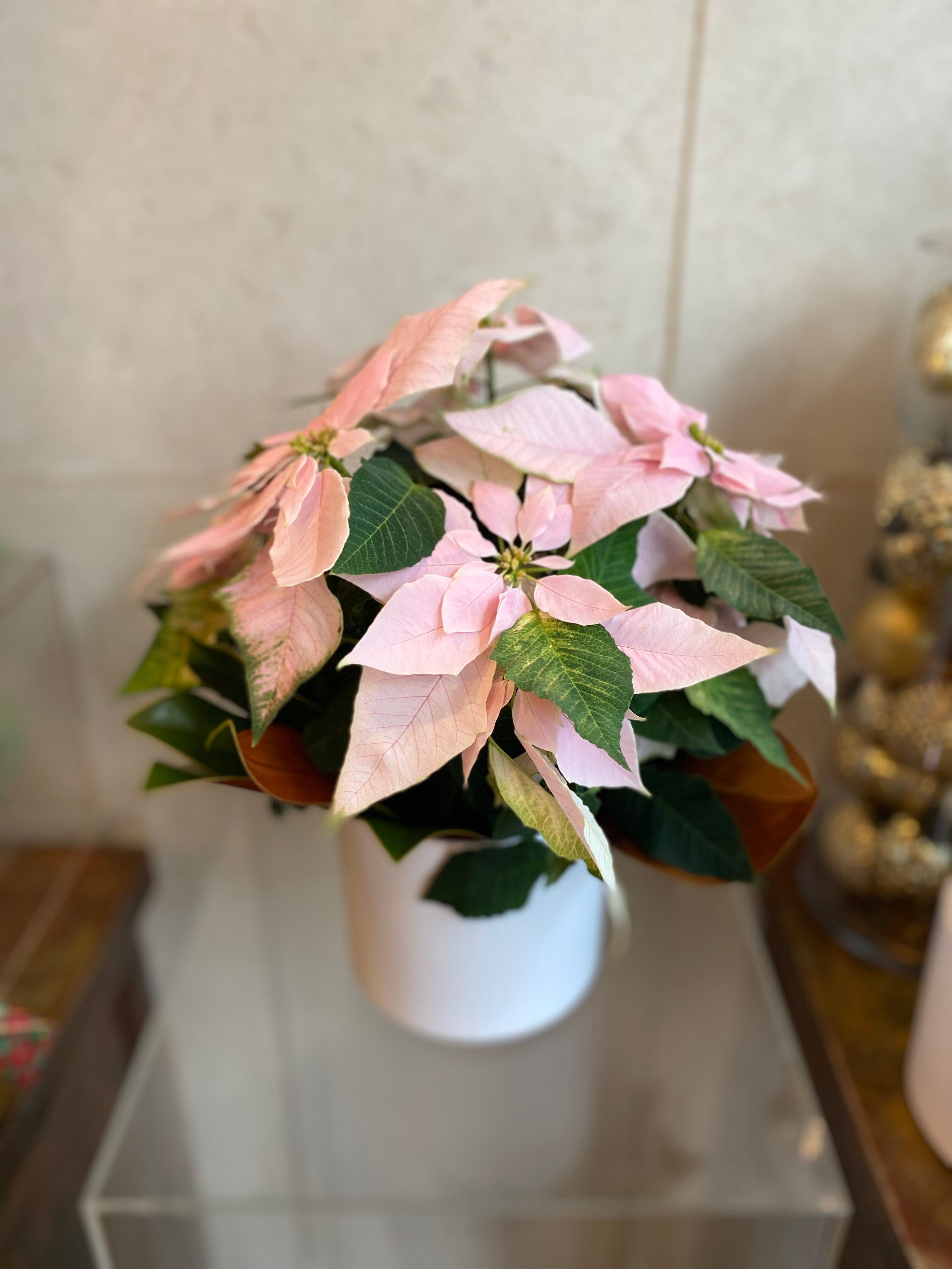 Poinsettia in Ceramic Vase