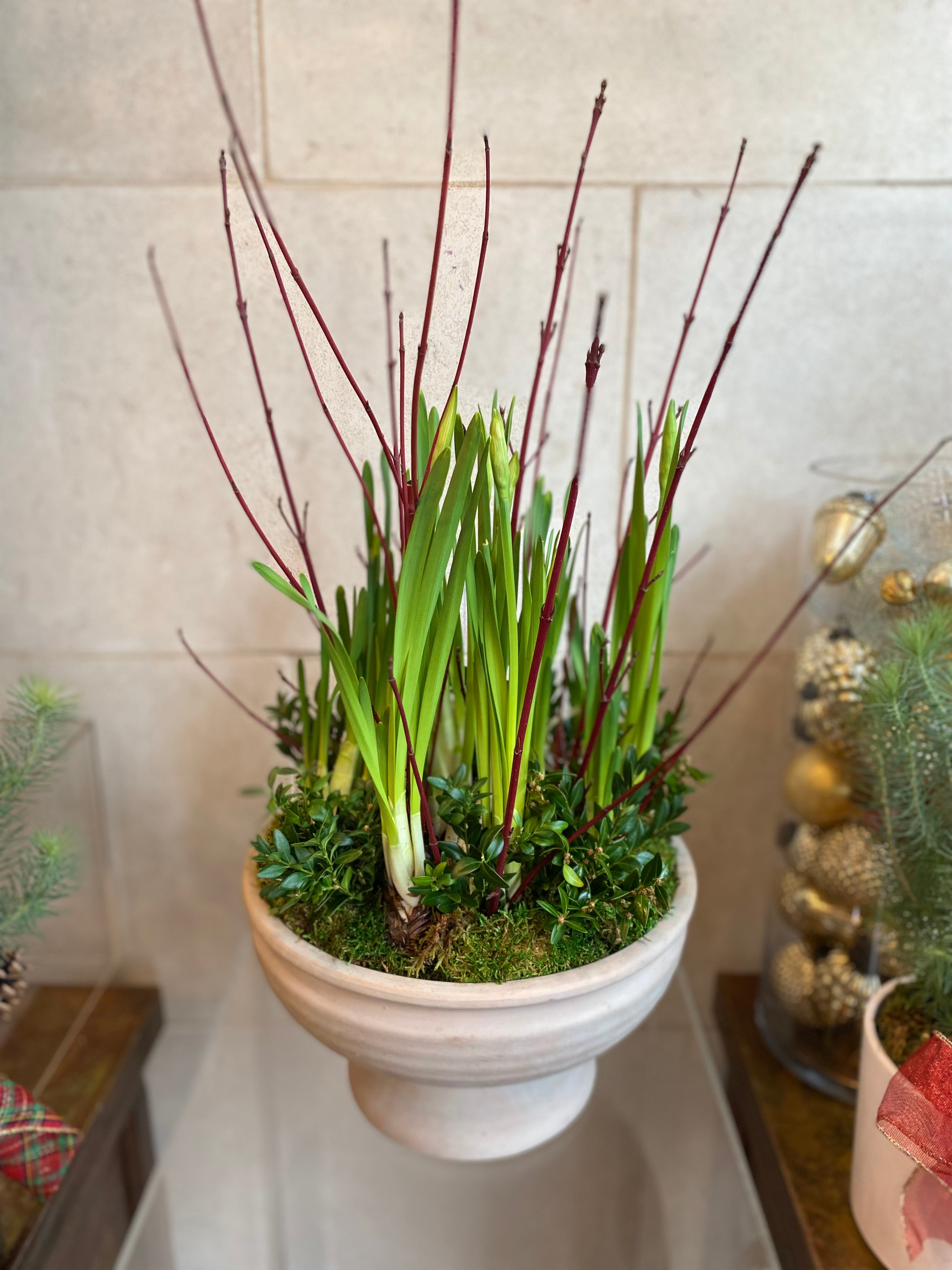 Paperwhite in Terracotta Planter