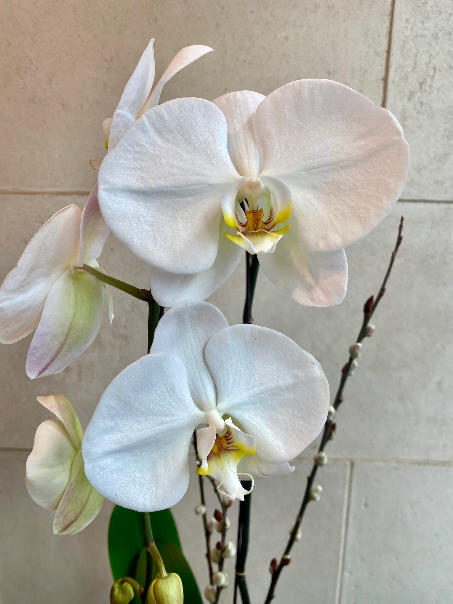 Cascading White Orchid