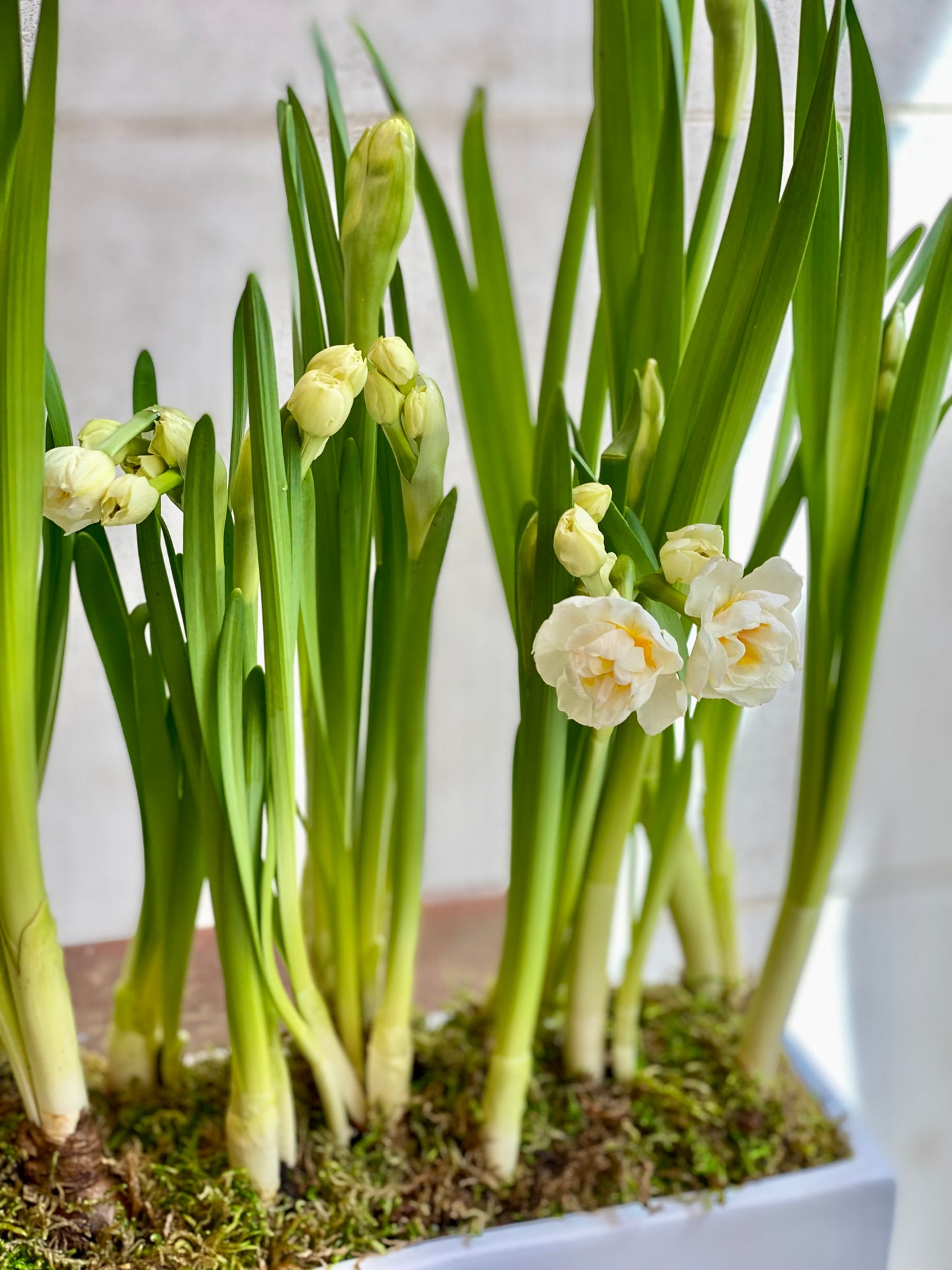 Potted Bridal-crown Daffodils
