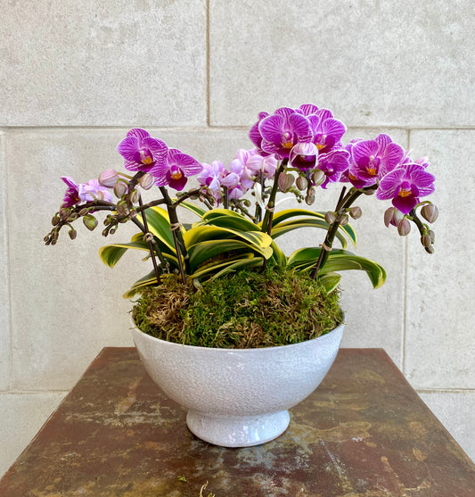 Triple pink mini orchid compote