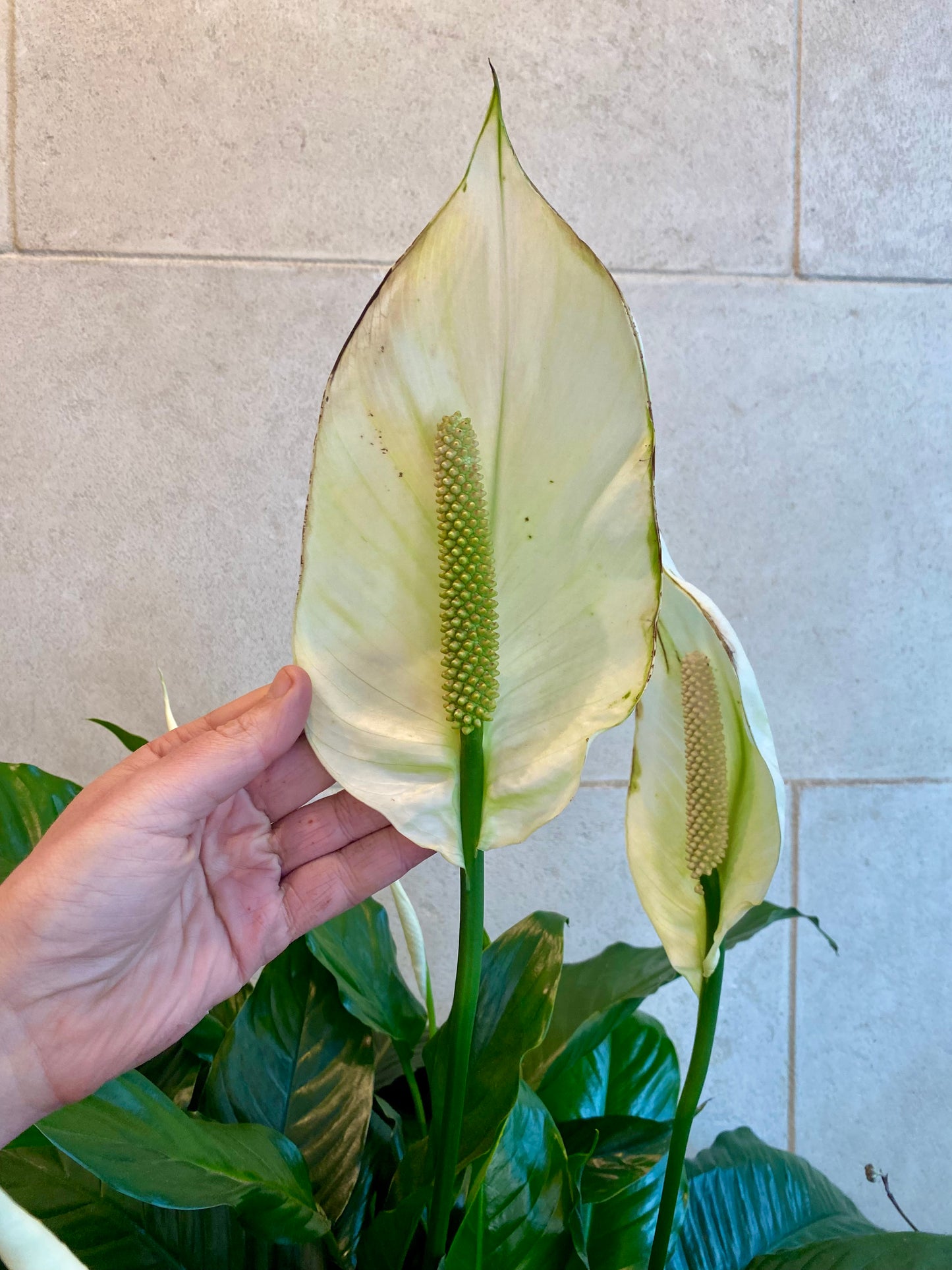 Extra Large Peace Lily