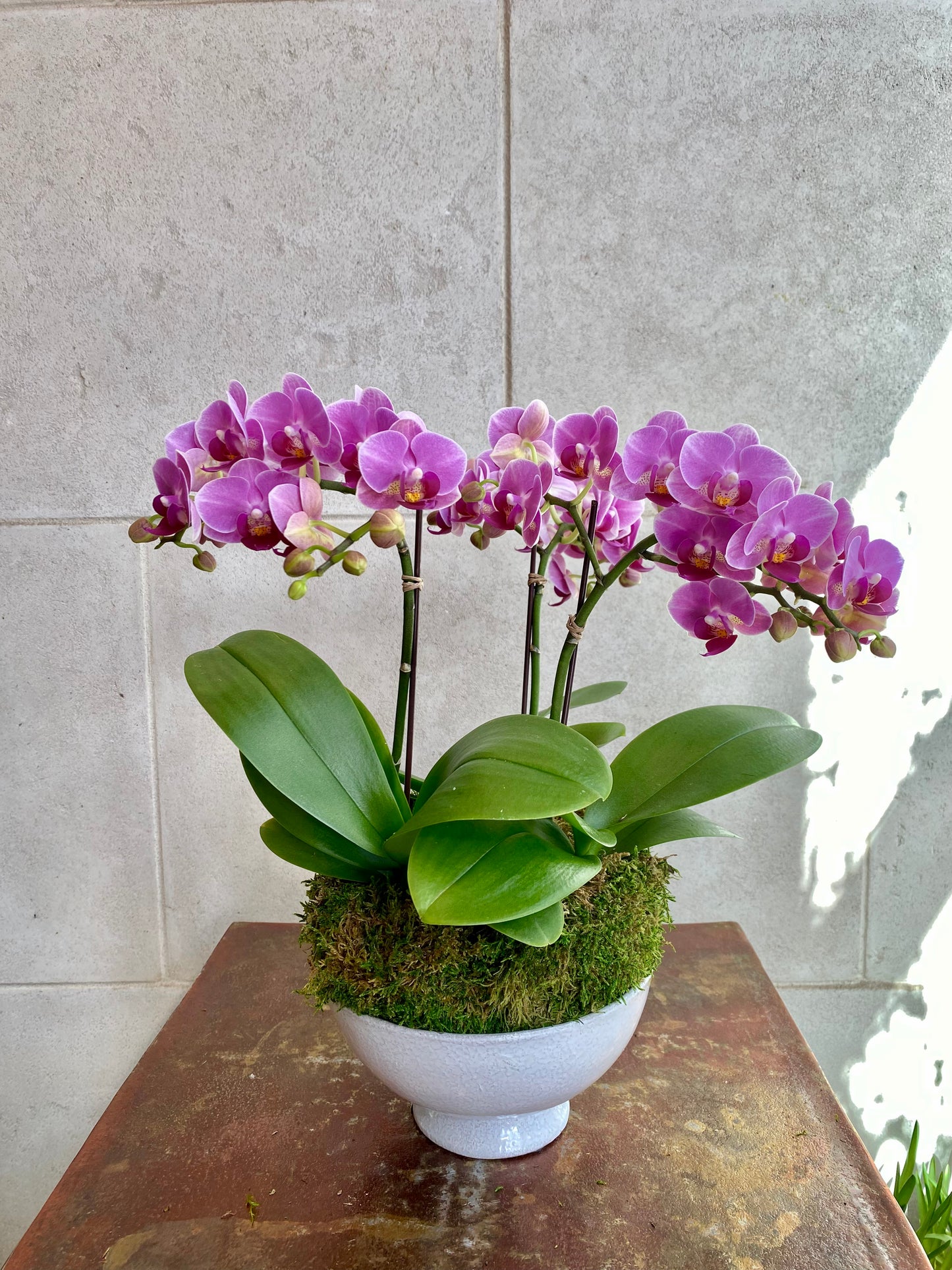 Triple Mini Orchid Planter