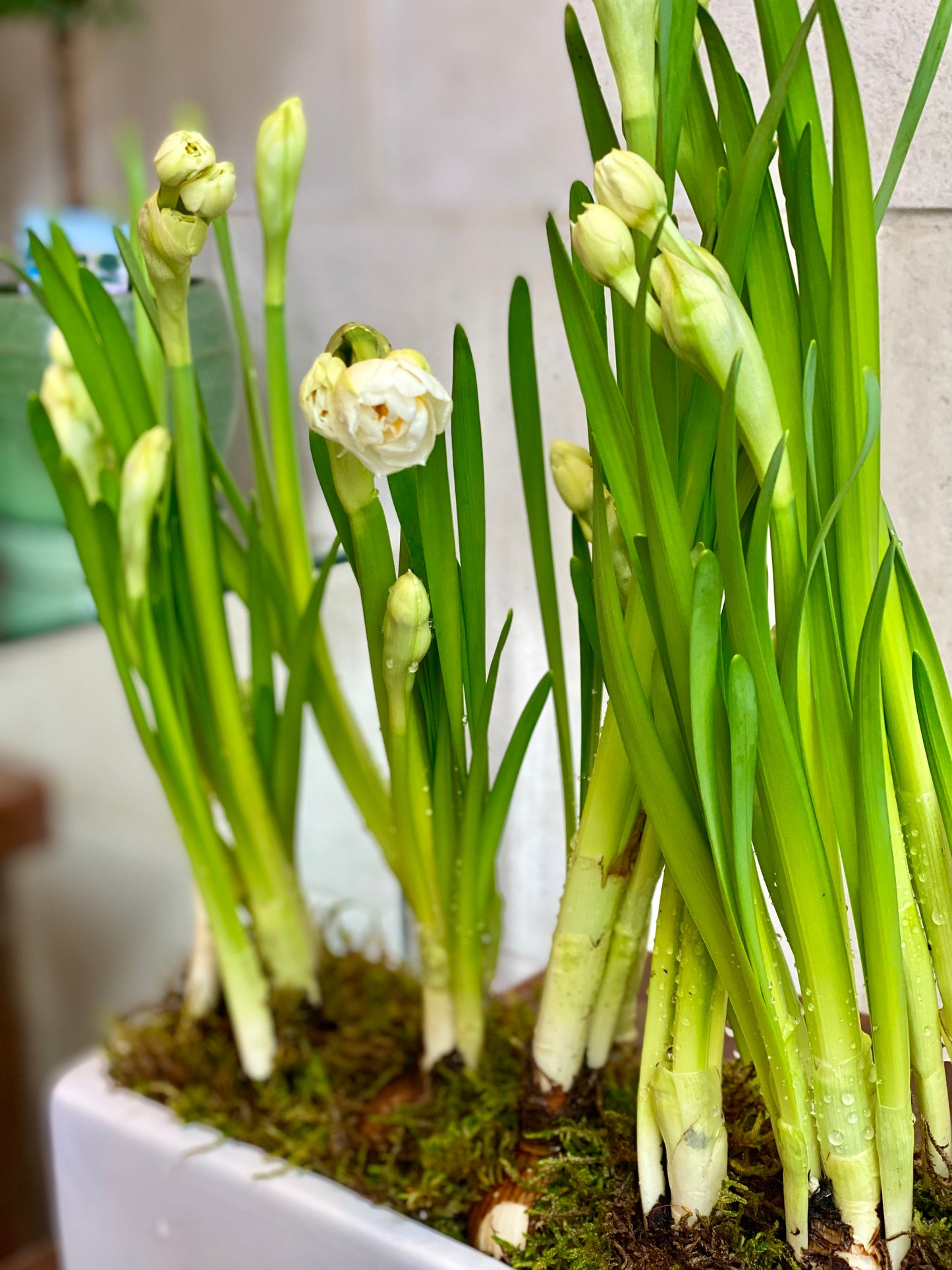 Potted Bridal-crown Daffodils