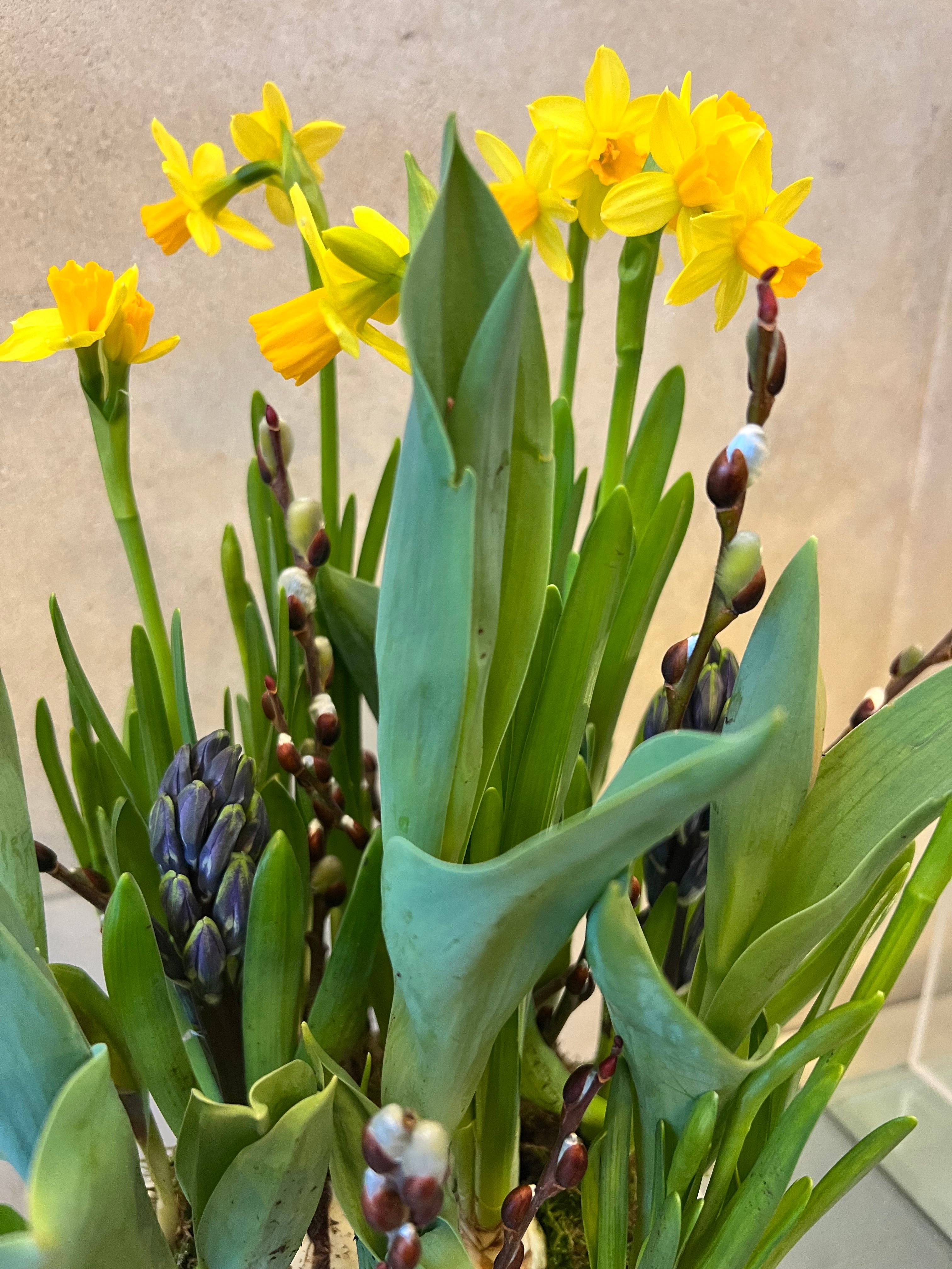 Spring bulb compote