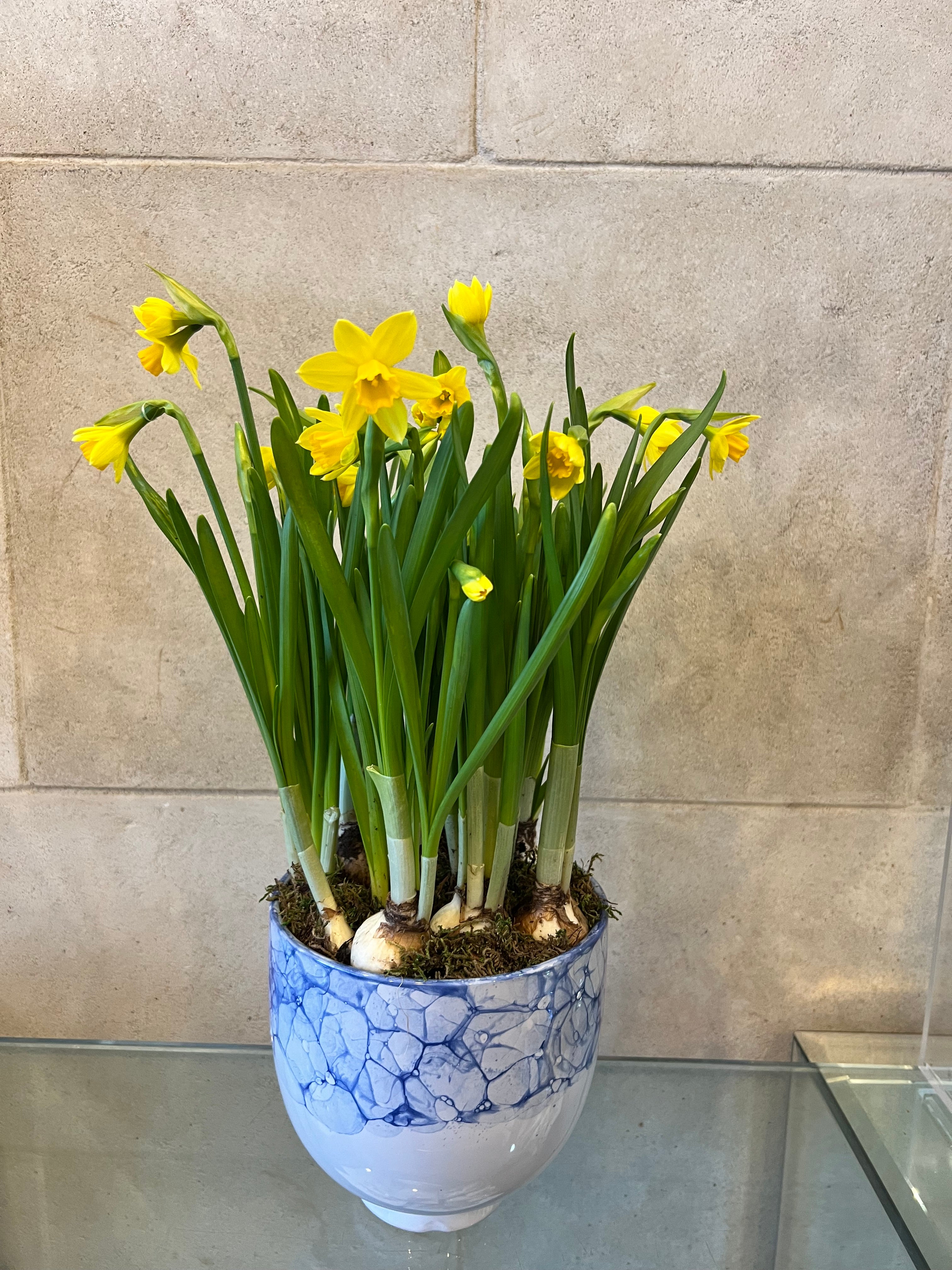 Mini Daffodils in Blue & White Pot