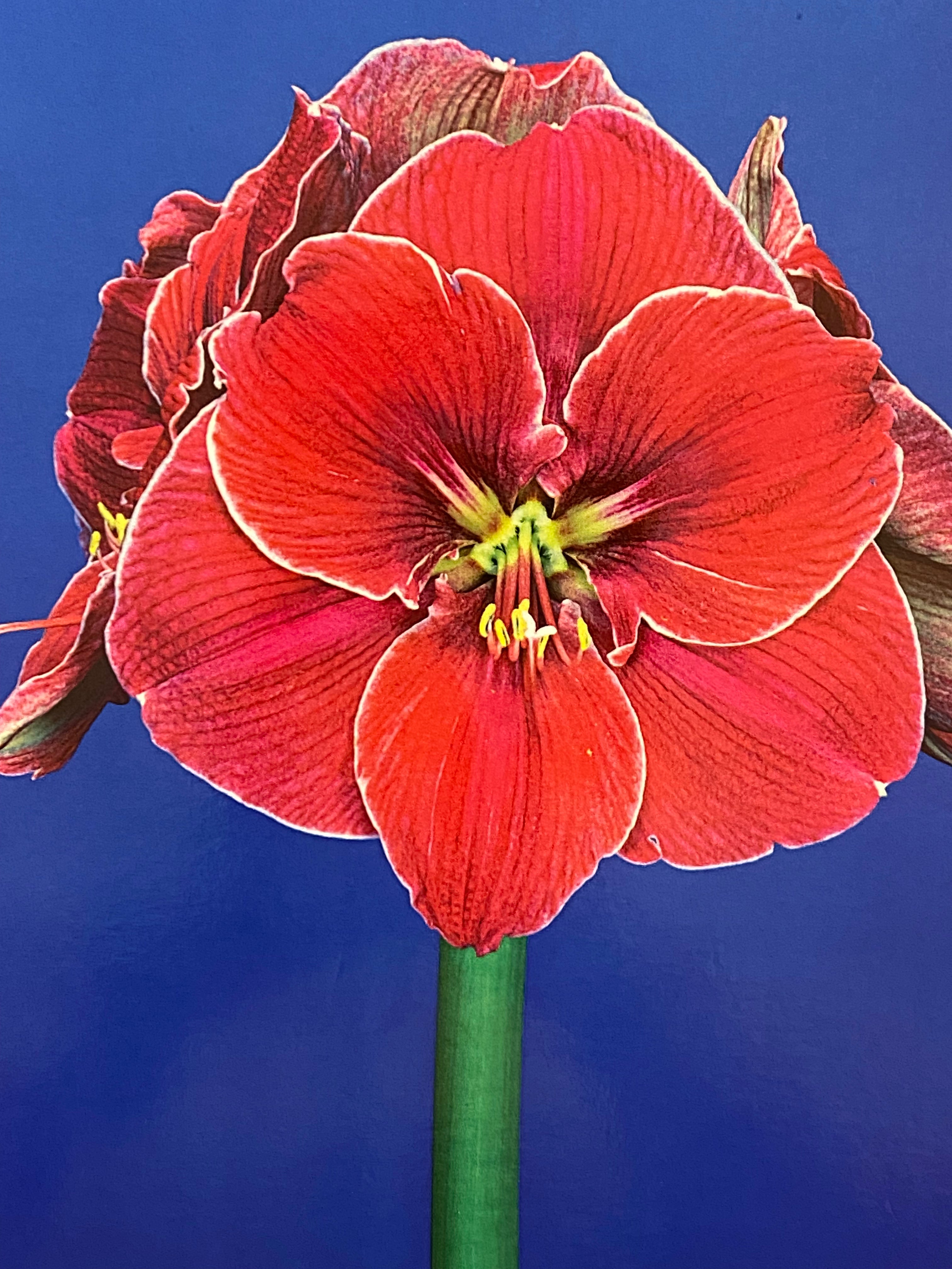 Potted Amaryllis
