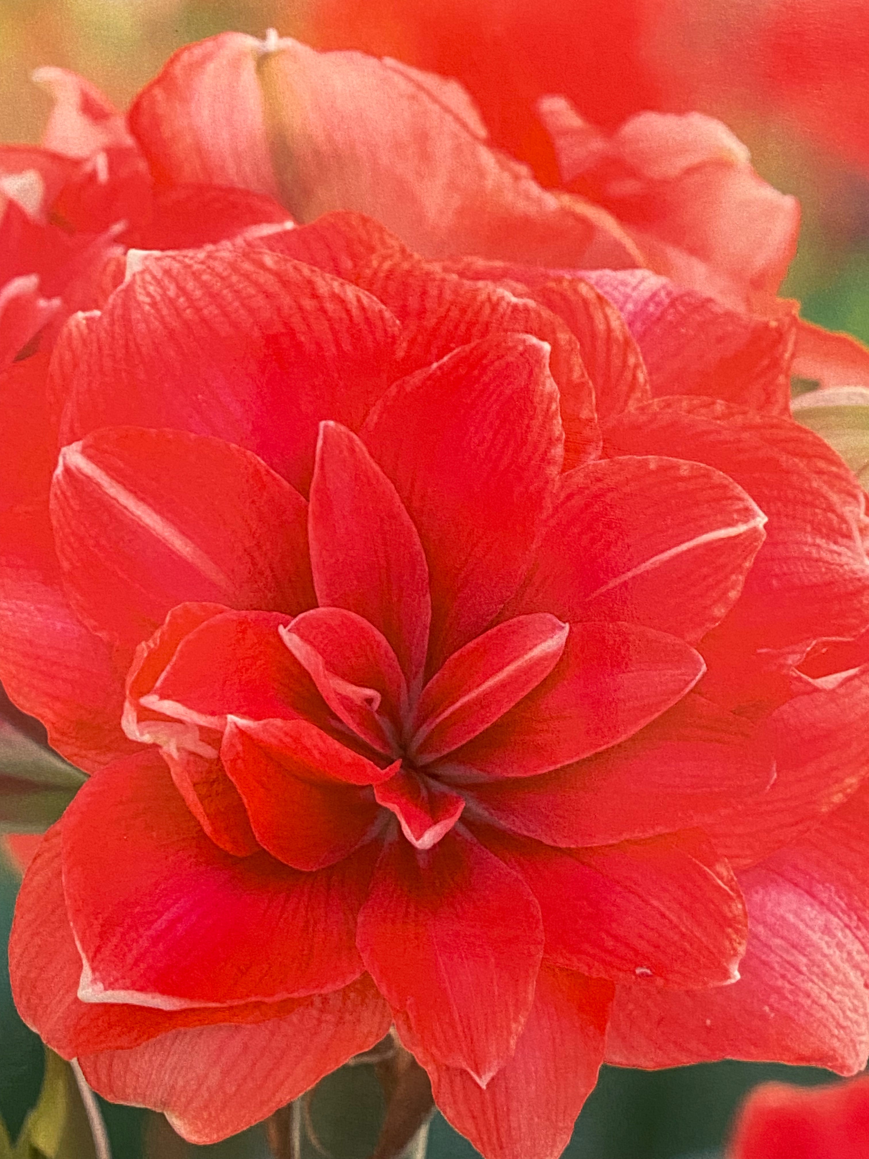 Potted Amaryllis