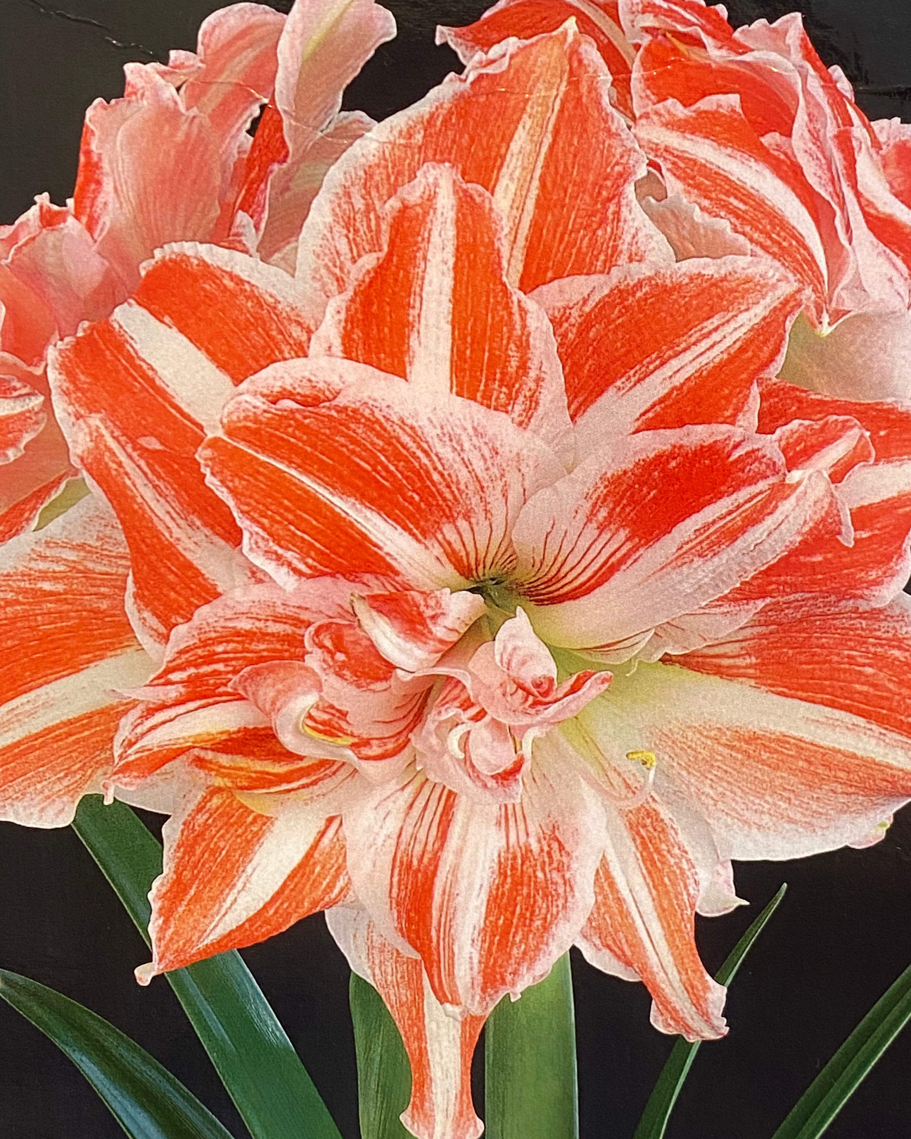 Potted Amaryllis