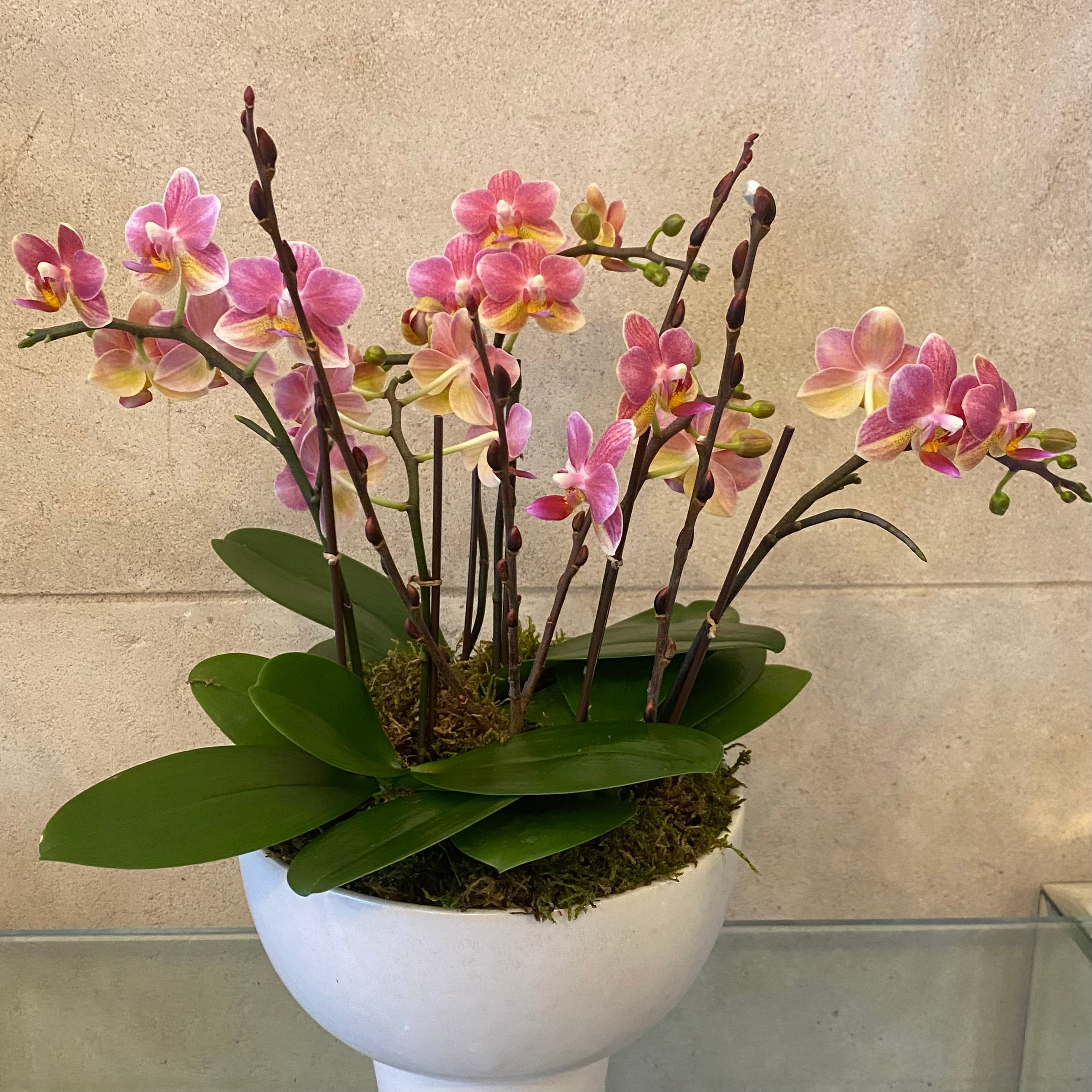 Mini trio orchid