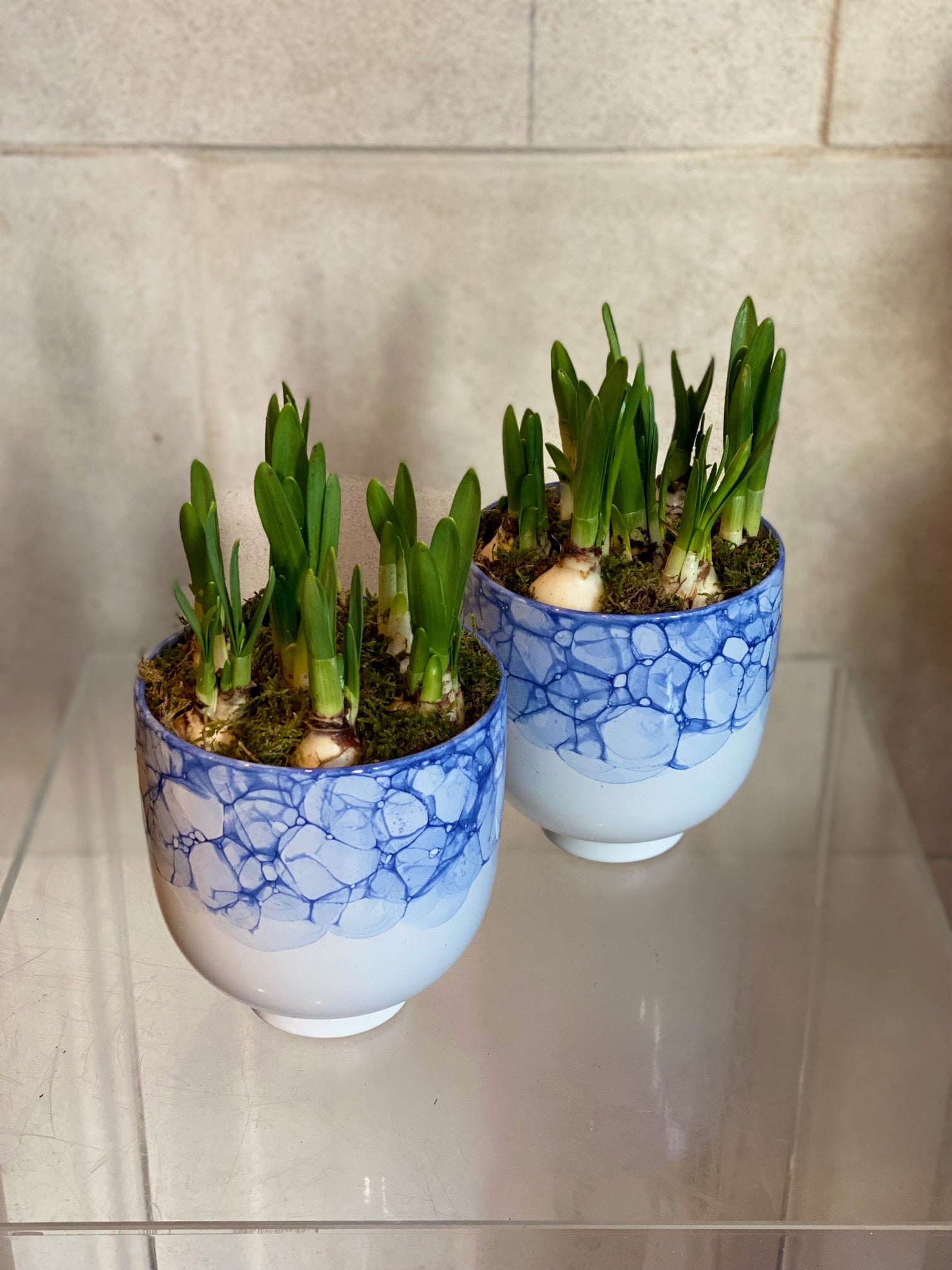 Mini Daffodils Arrangement