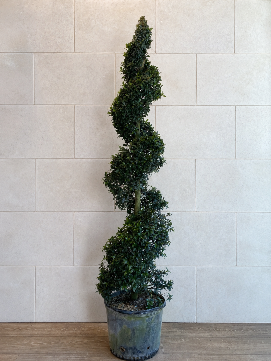 Majestic Spiral Topiary