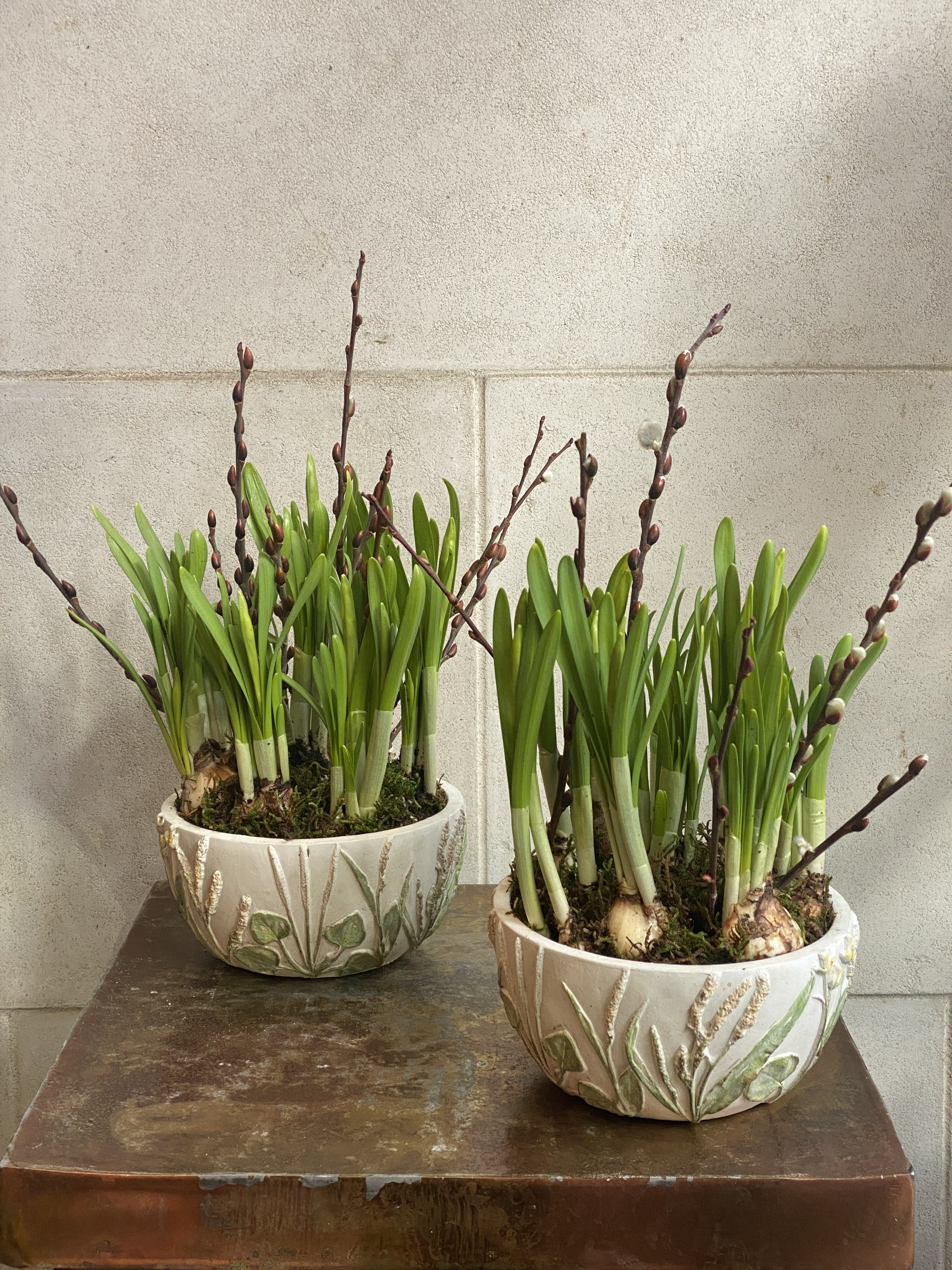 Mini Daffodils in Floral Planter