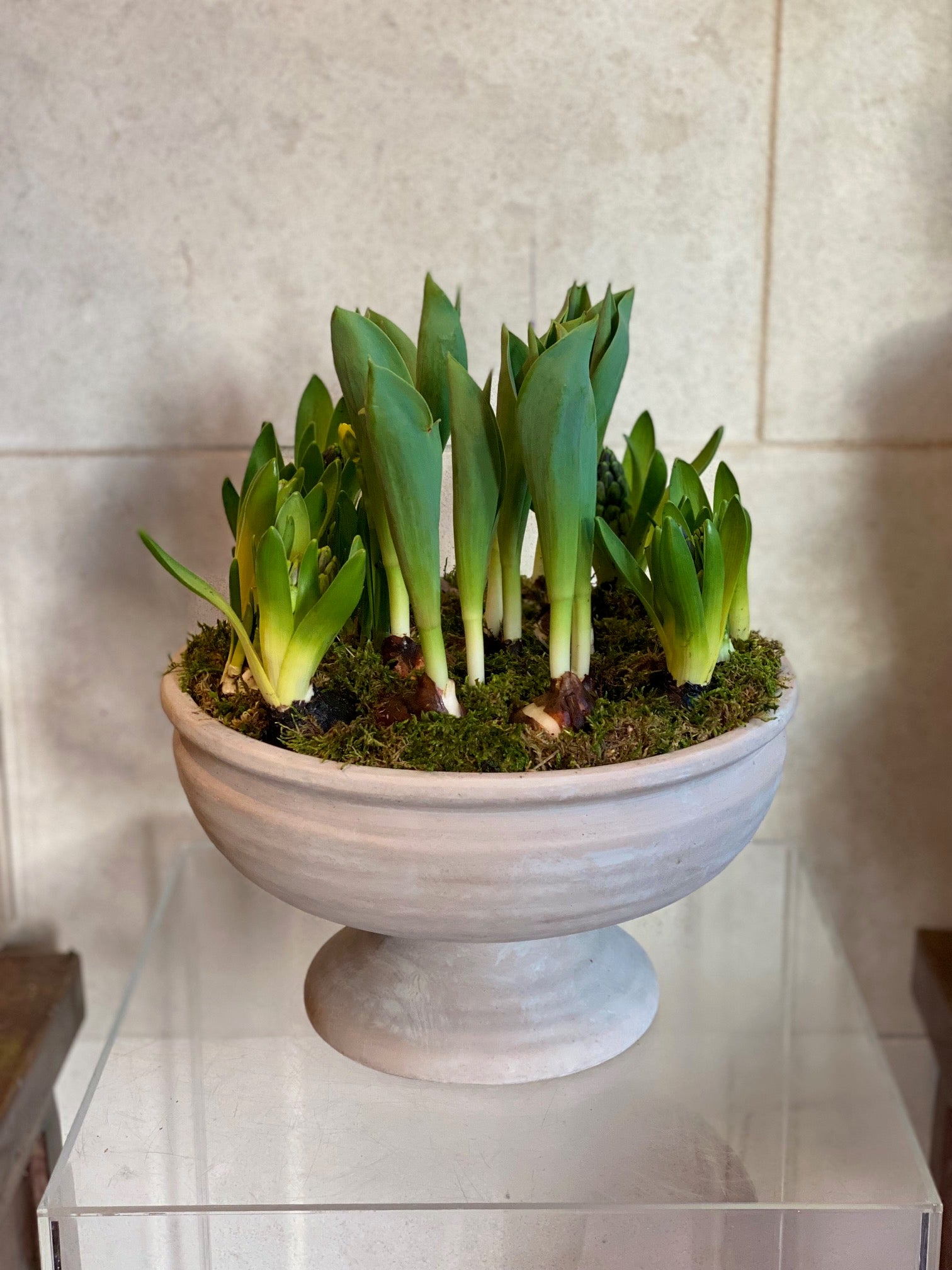 Spring Bulbs in Terracotta Planter