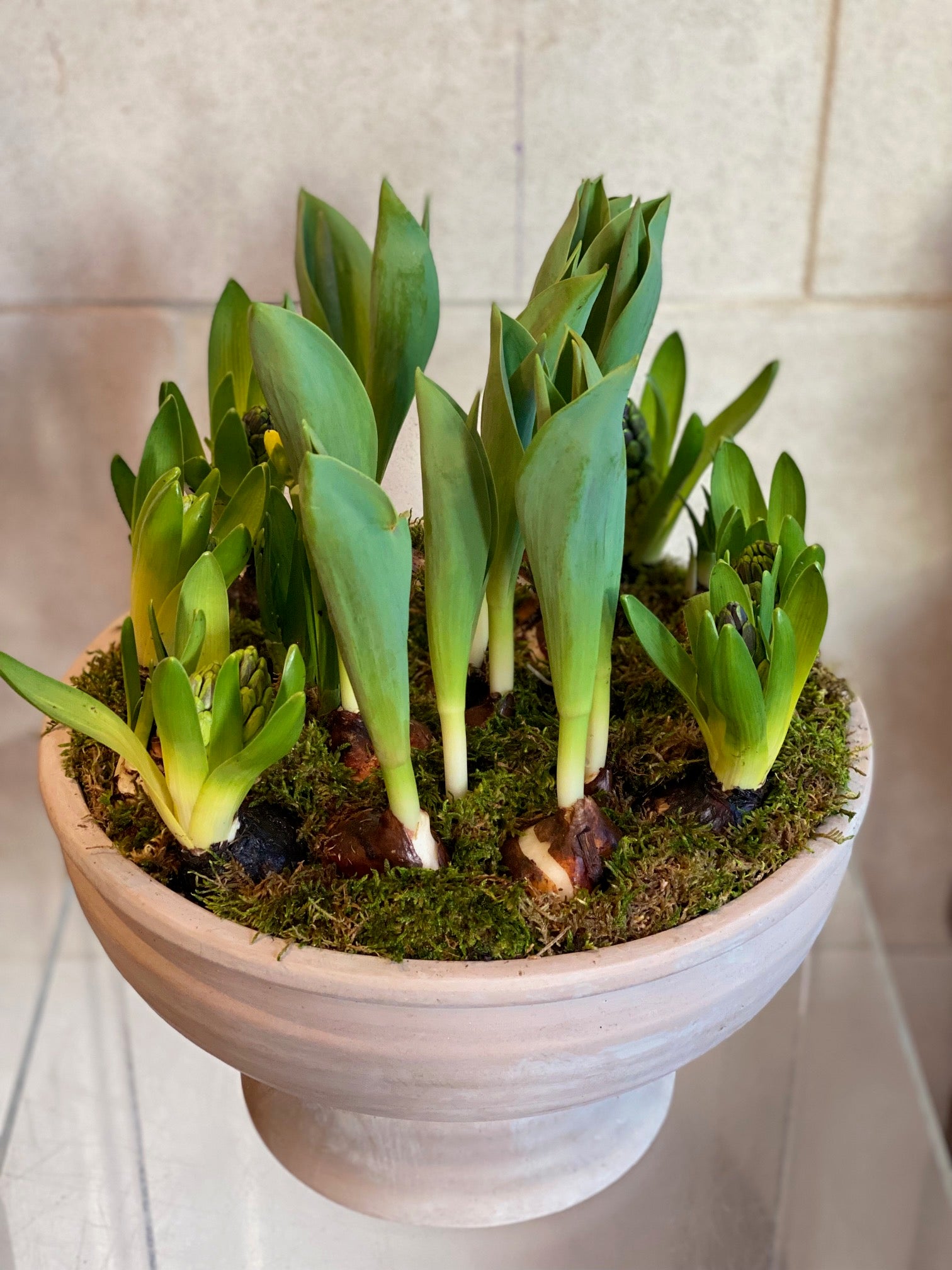 Winter Bulbs in Terracotta Planter