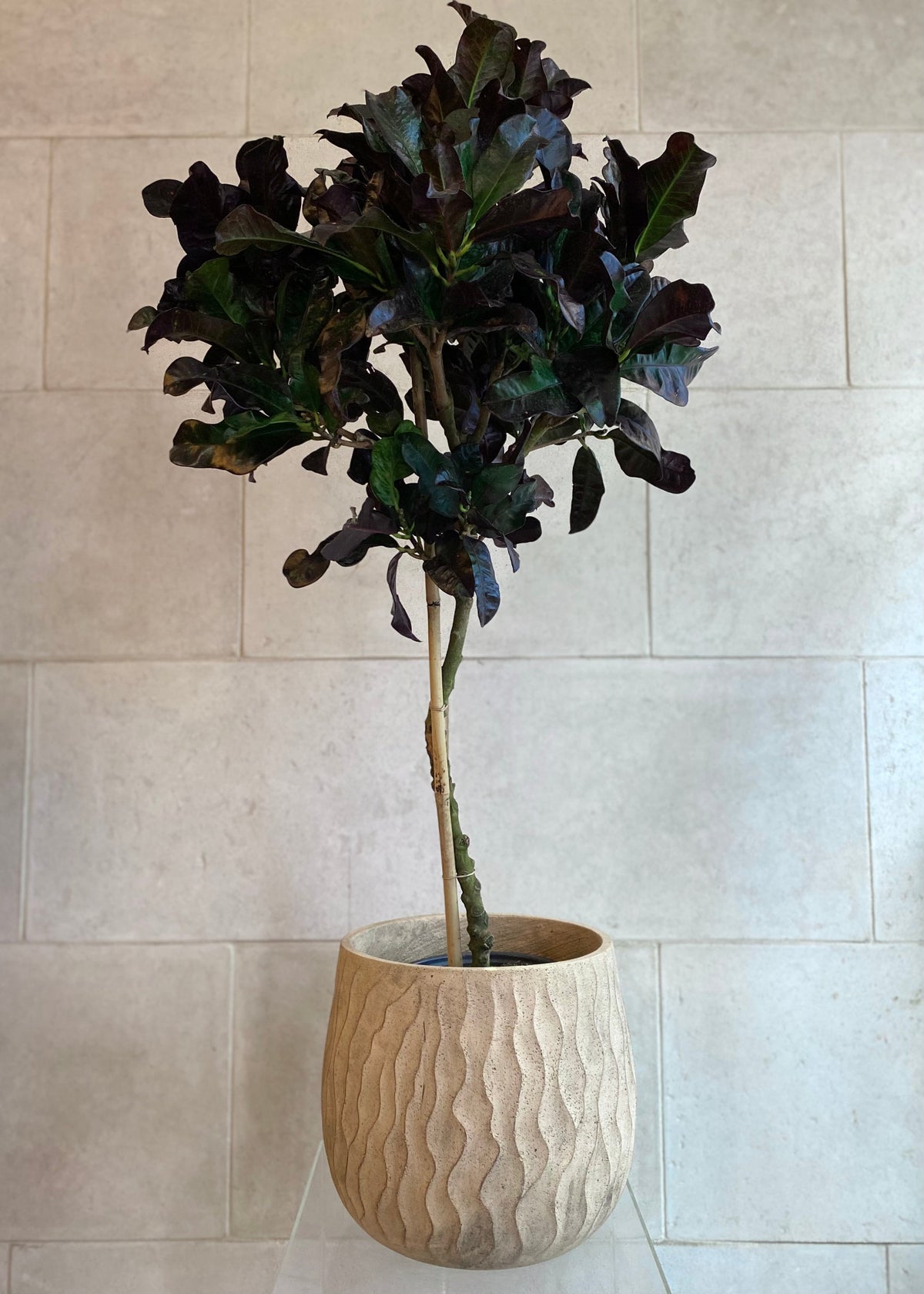 Tall Croton plant with deep green and burgundy foliage in a plastic nursery pot, approximately 48 inches high.