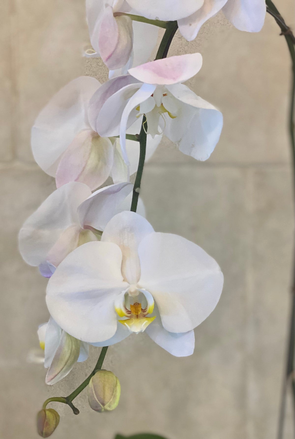 Two Phalaenopsis orchids in a white decorative planter with moss.