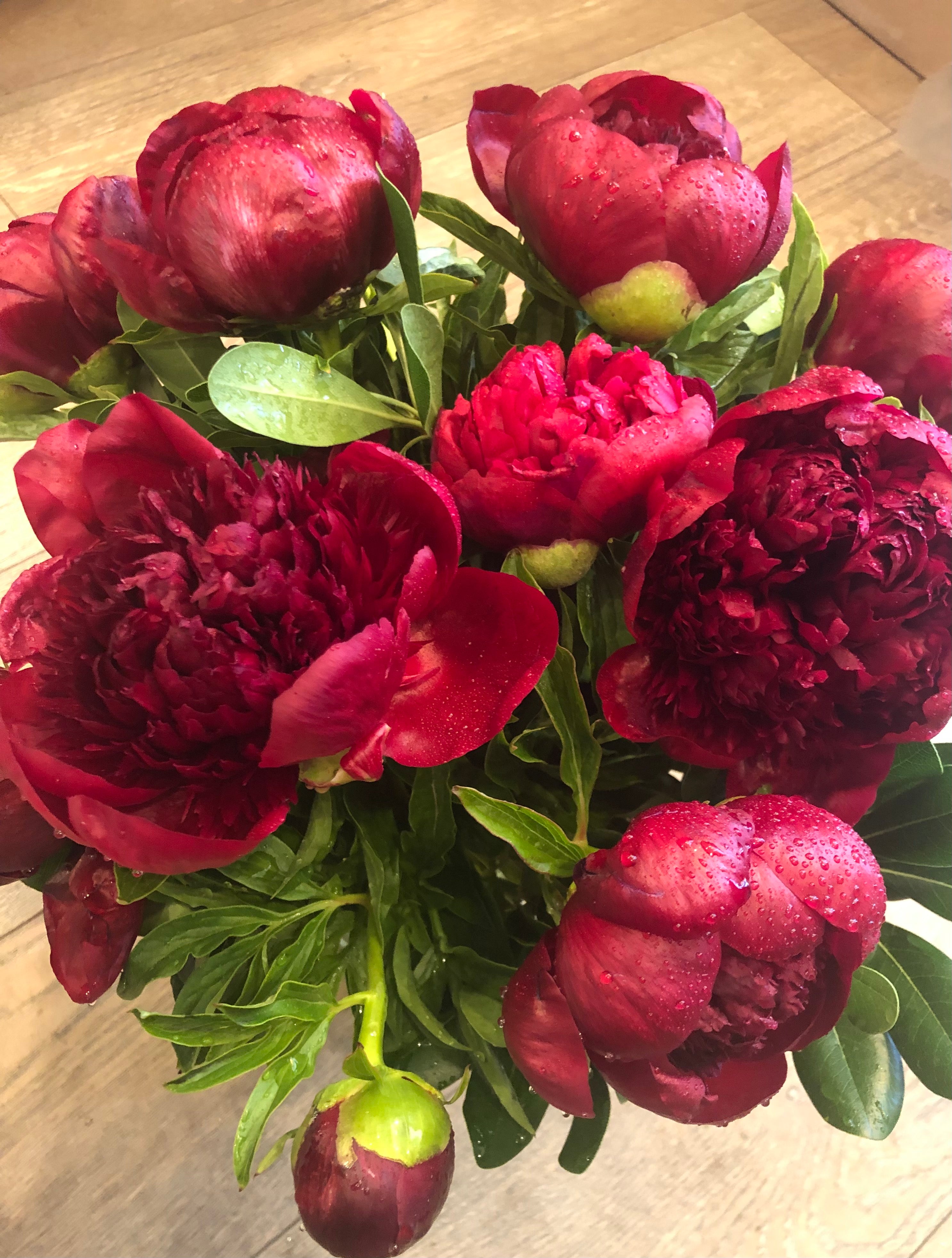 Peonies in vase