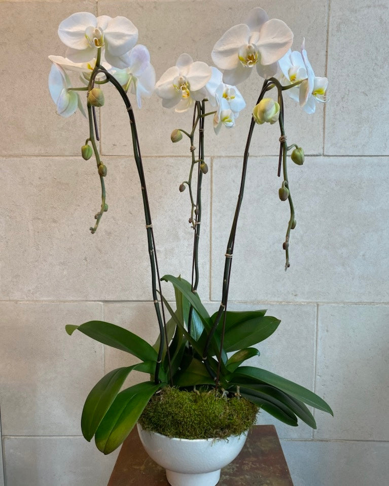 Orchid Trio