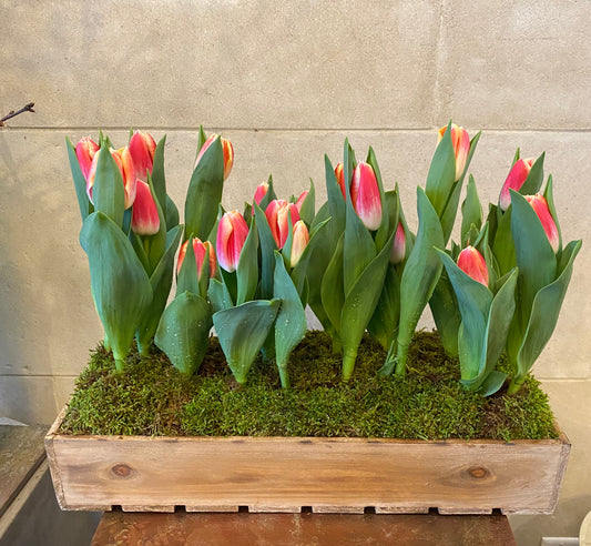 Ethereal Tulip Garden