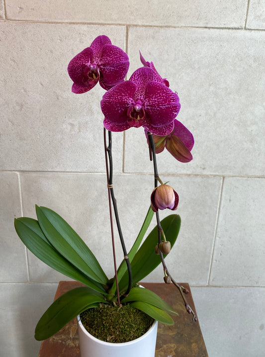 Purple Fantasy phalaenopsis