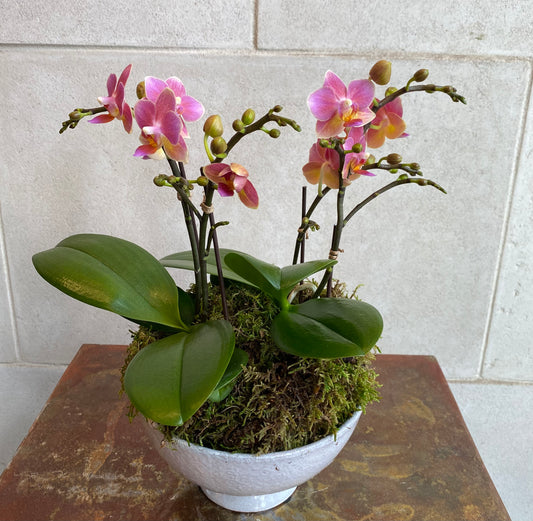 Double sunset mini orchids