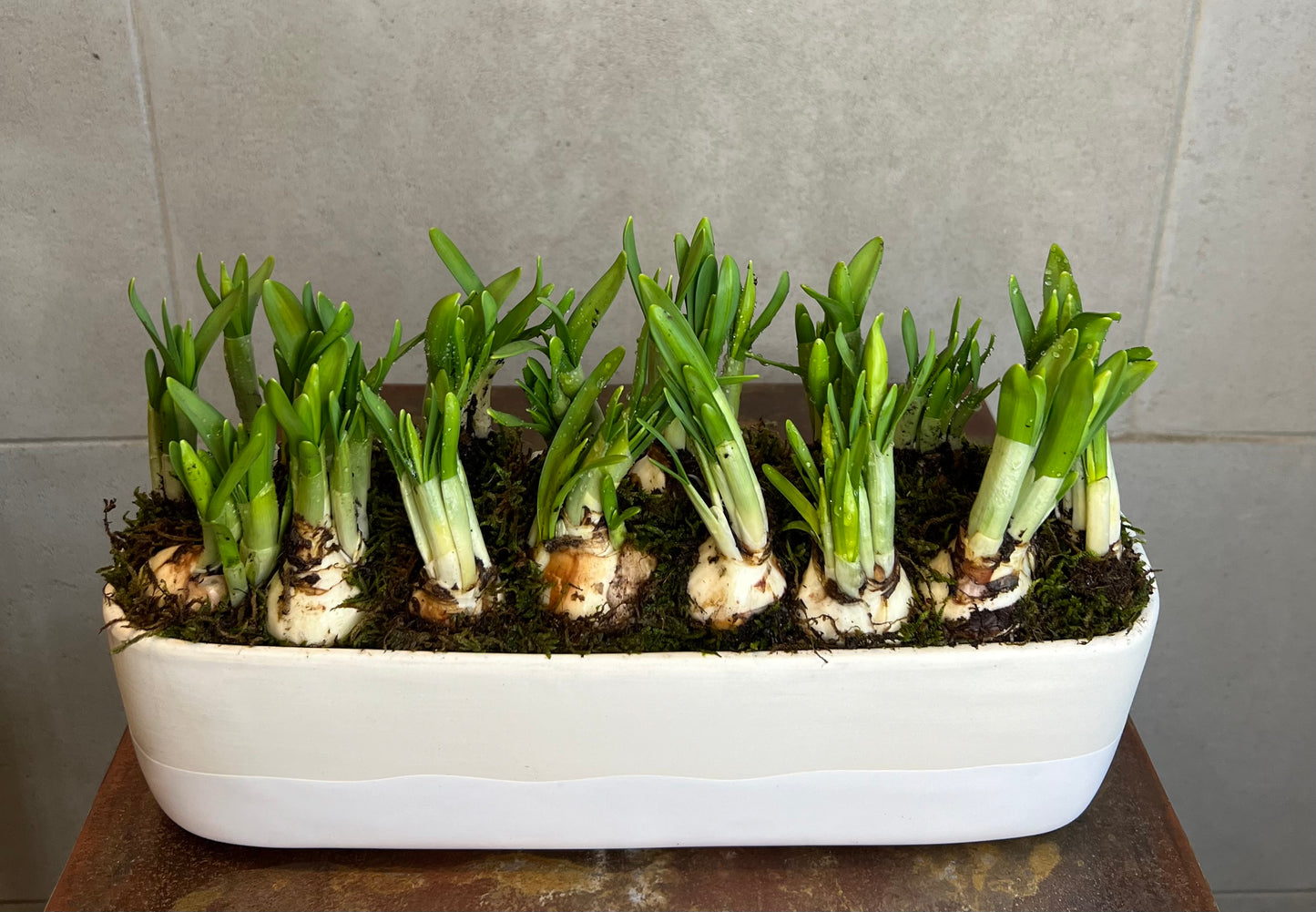 Mini Daffodils in planter