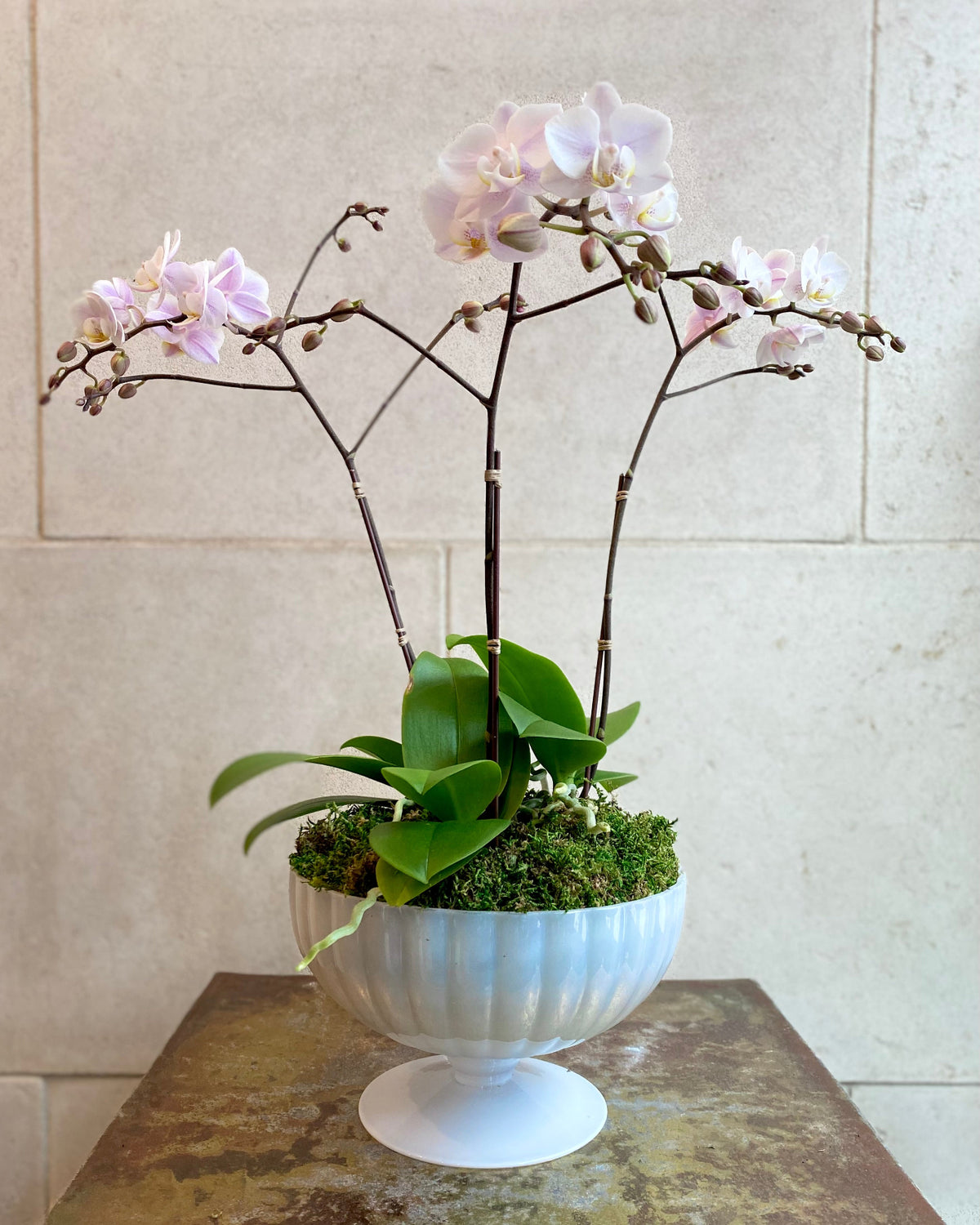 Pale pink Phalaenopsis orchids with branching stems arranged with moss in an elevated decorative planter.
