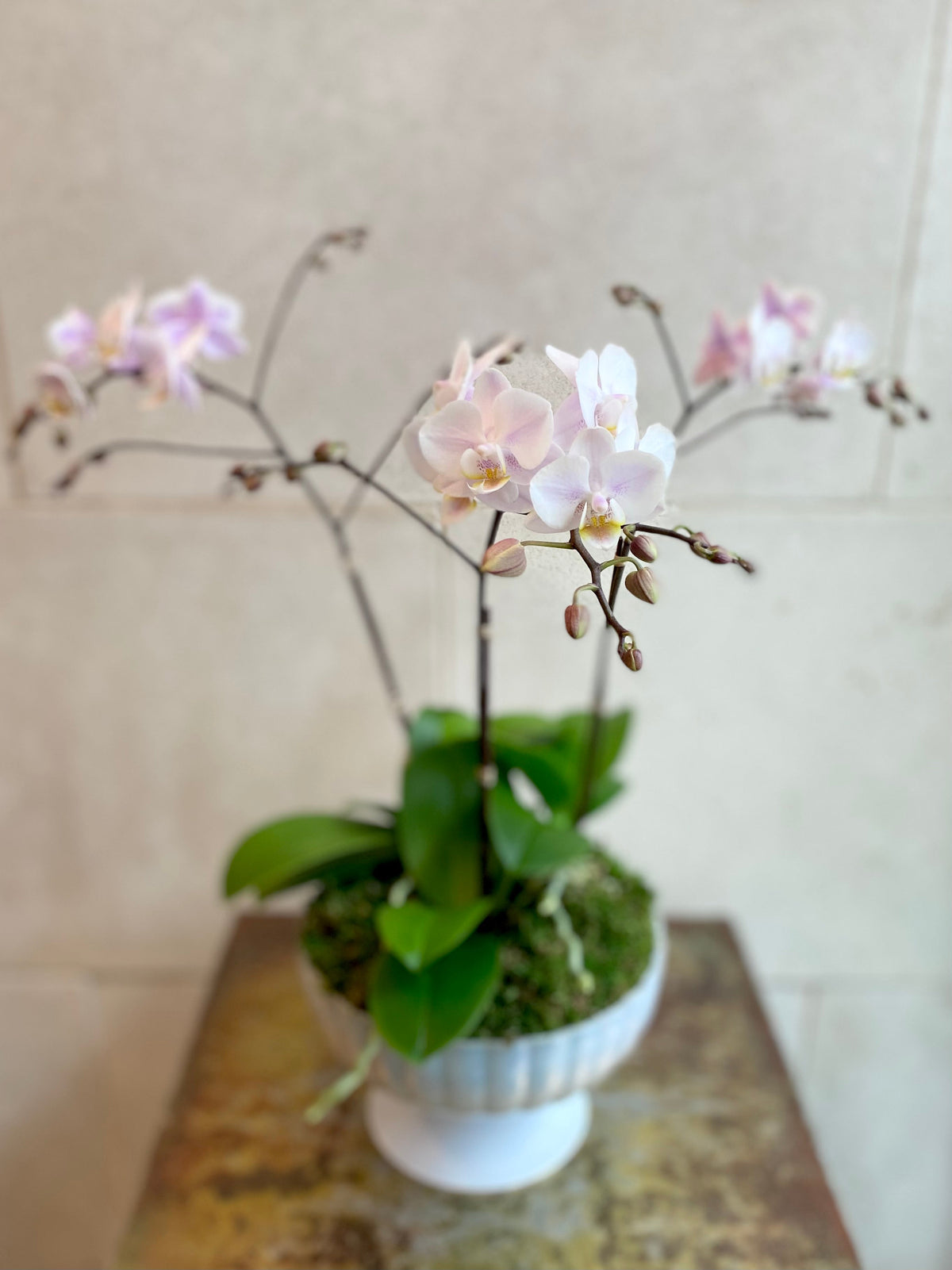 Pale pink Phalaenopsis orchids with branching stems arranged with moss in an elevated decorative planter.