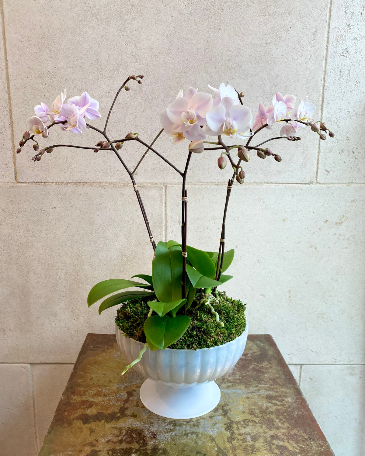 Pale pink Phalaenopsis orchids with branching stems arranged with moss in an elevated decorative planter.