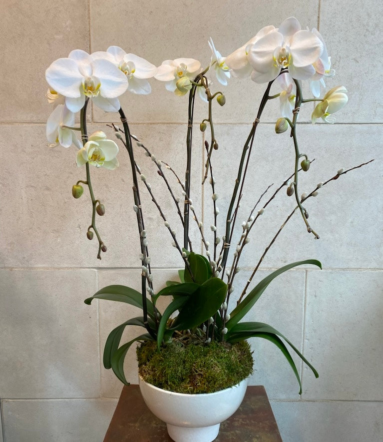 Three Phalaenopsis orchids in a white decorative planter with moss.