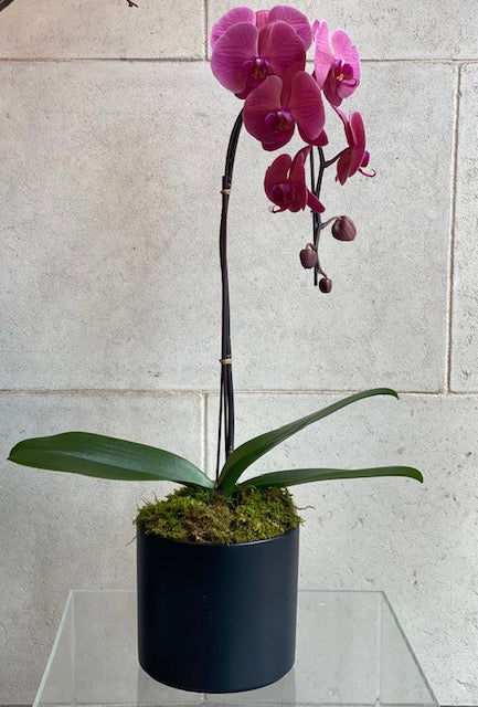 cascading Phalaenopsis orchid in a textured white decorative planter with moss.