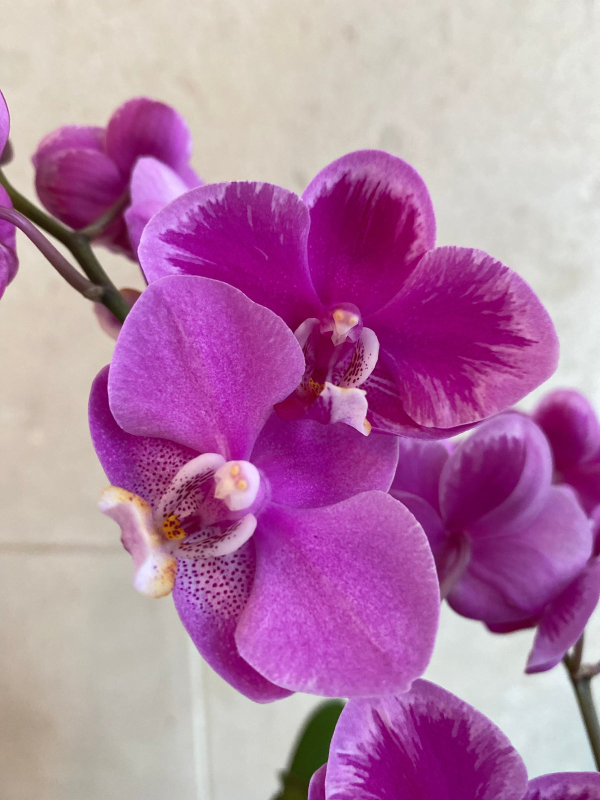 Purple mini Phalaenopsis orchid in a black decorative planter with moss.