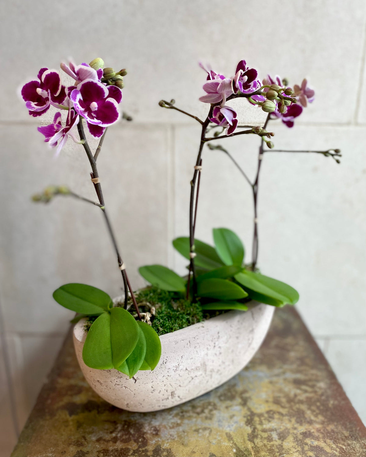 Purple and white Phalaenopsis orchids with branching stems arranged with moss in a low decorative bowl.