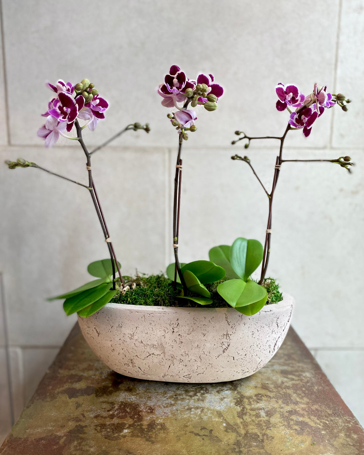 Purple and white Phalaenopsis orchids with branching stems arranged with moss in a low decorative bowl.
