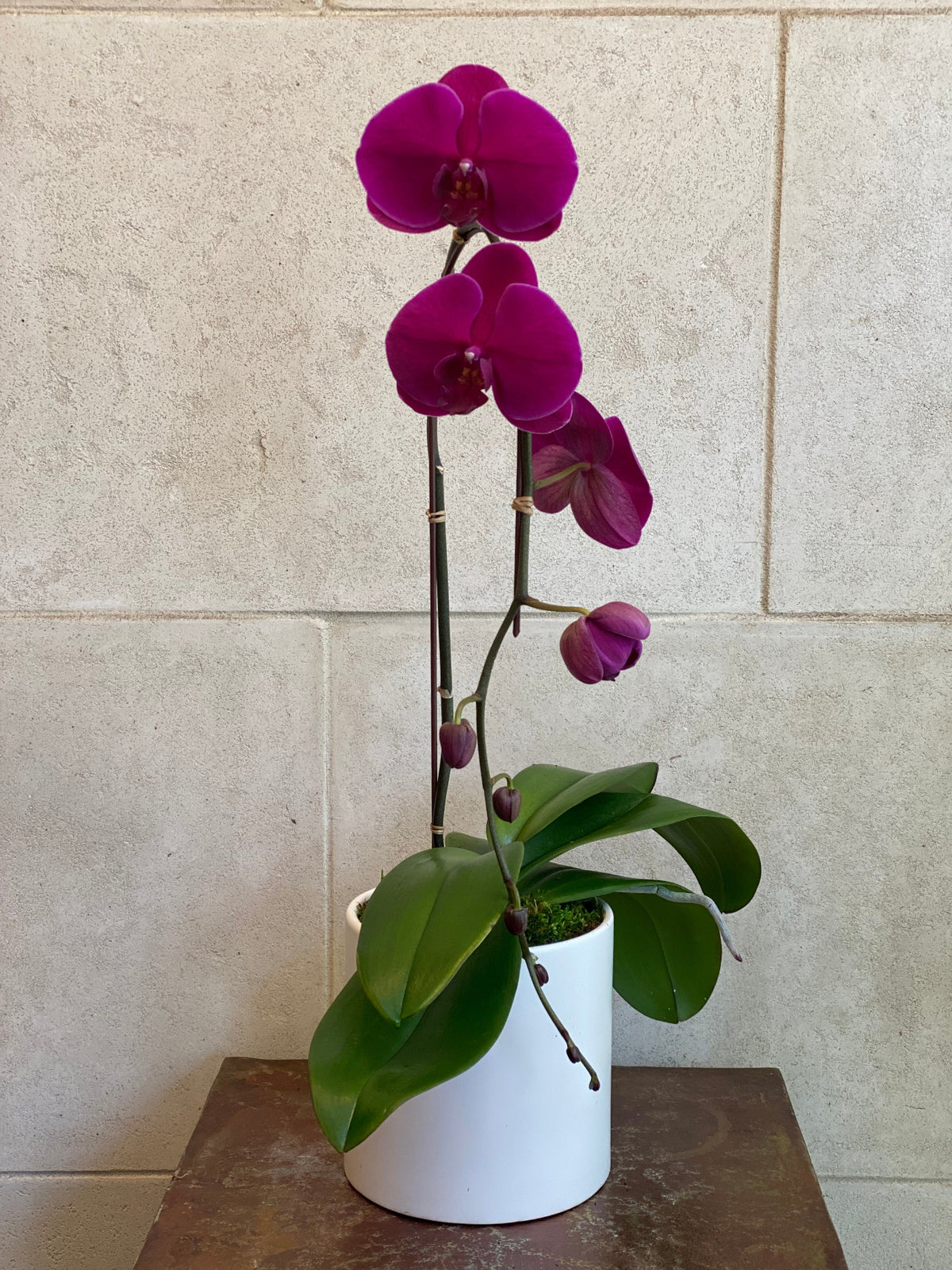 cascading Phalaenopsis orchid in a textured white decorative planter with moss.