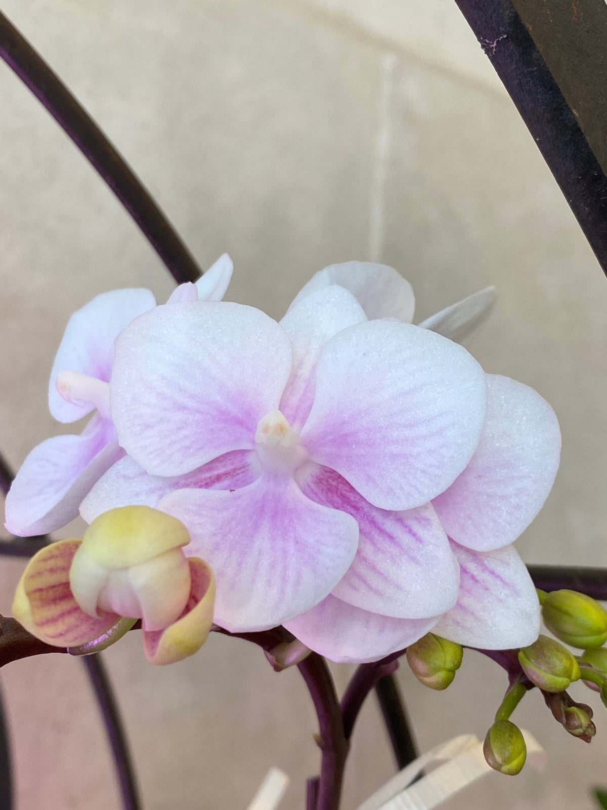 Trio of mini Phalaenopsis orchids in assorted colors arranged with moss in a low white decorative bowl.