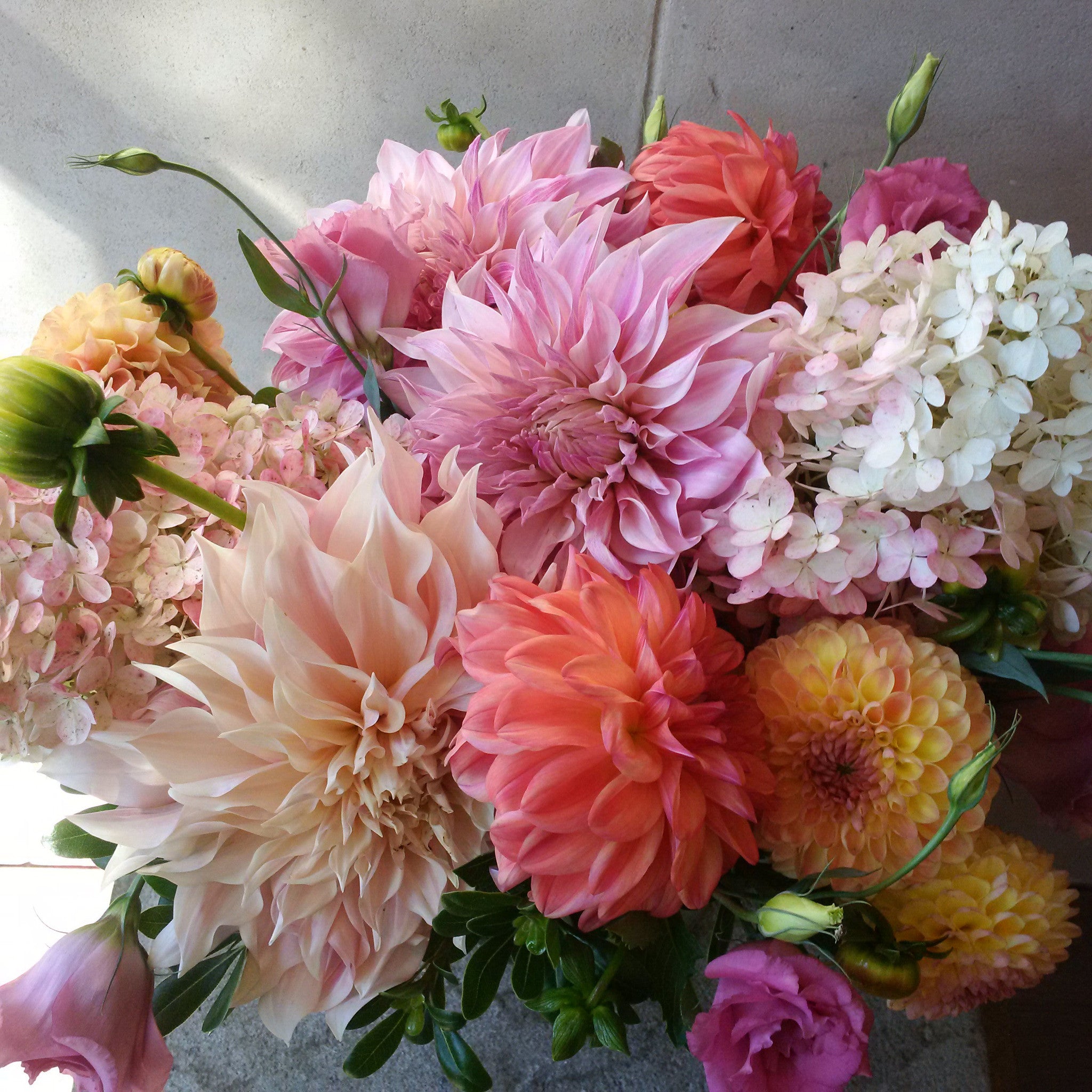 Dahlia Sunset