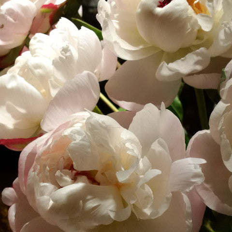 Peonies in vase