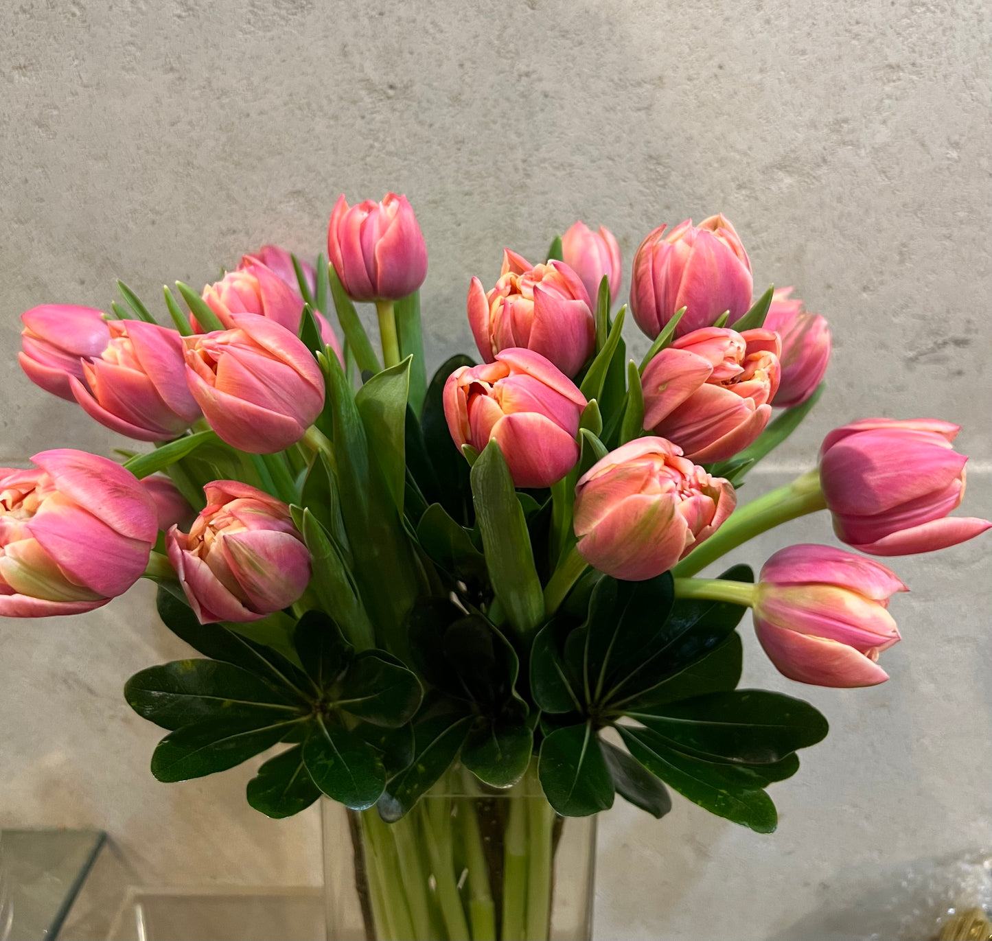 Coral pink double tulips